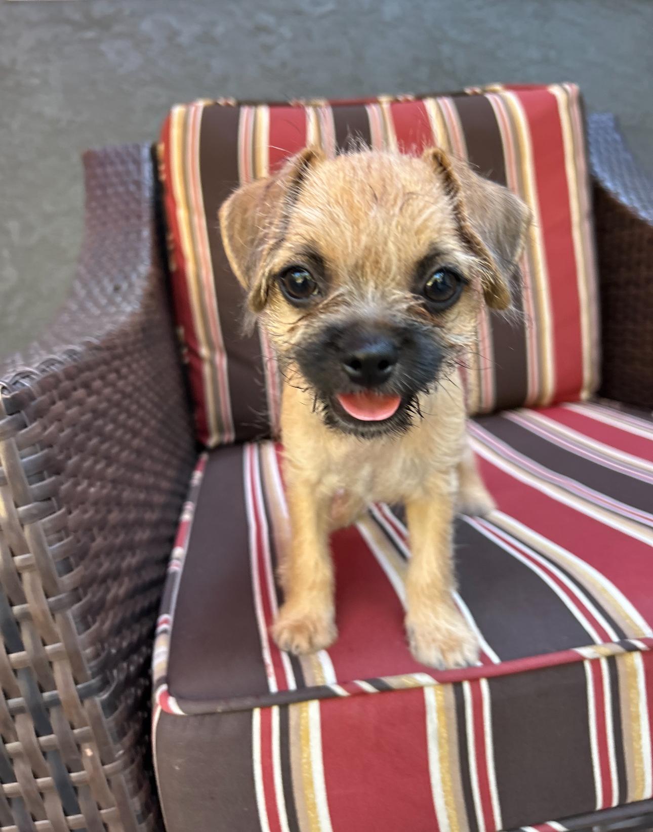 Enlarge Elliott, a Adopted mixed breed in La Palma, CA image 1/1