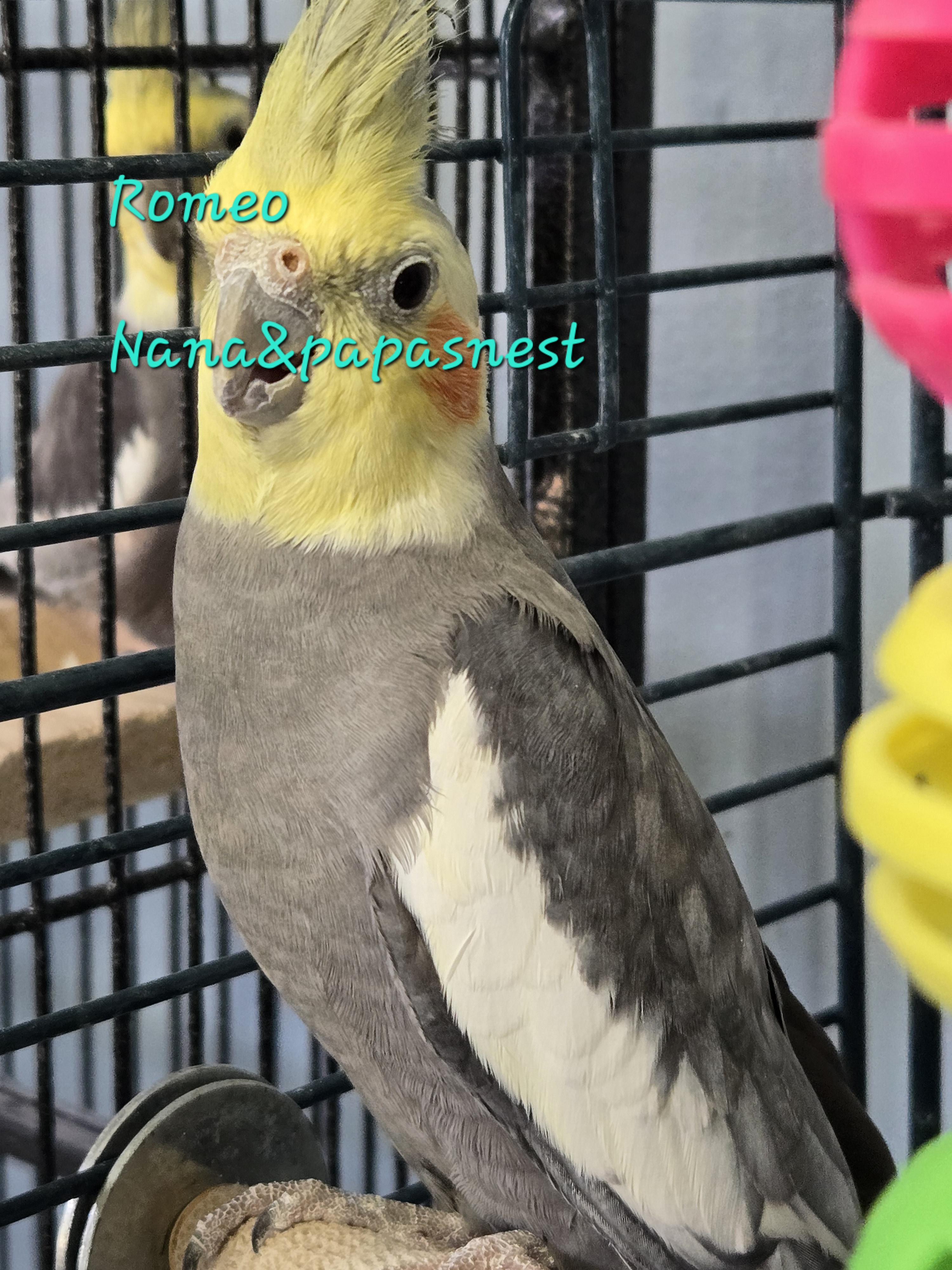 Romeo & Batty, adopted, Senior Male Cockatiel.