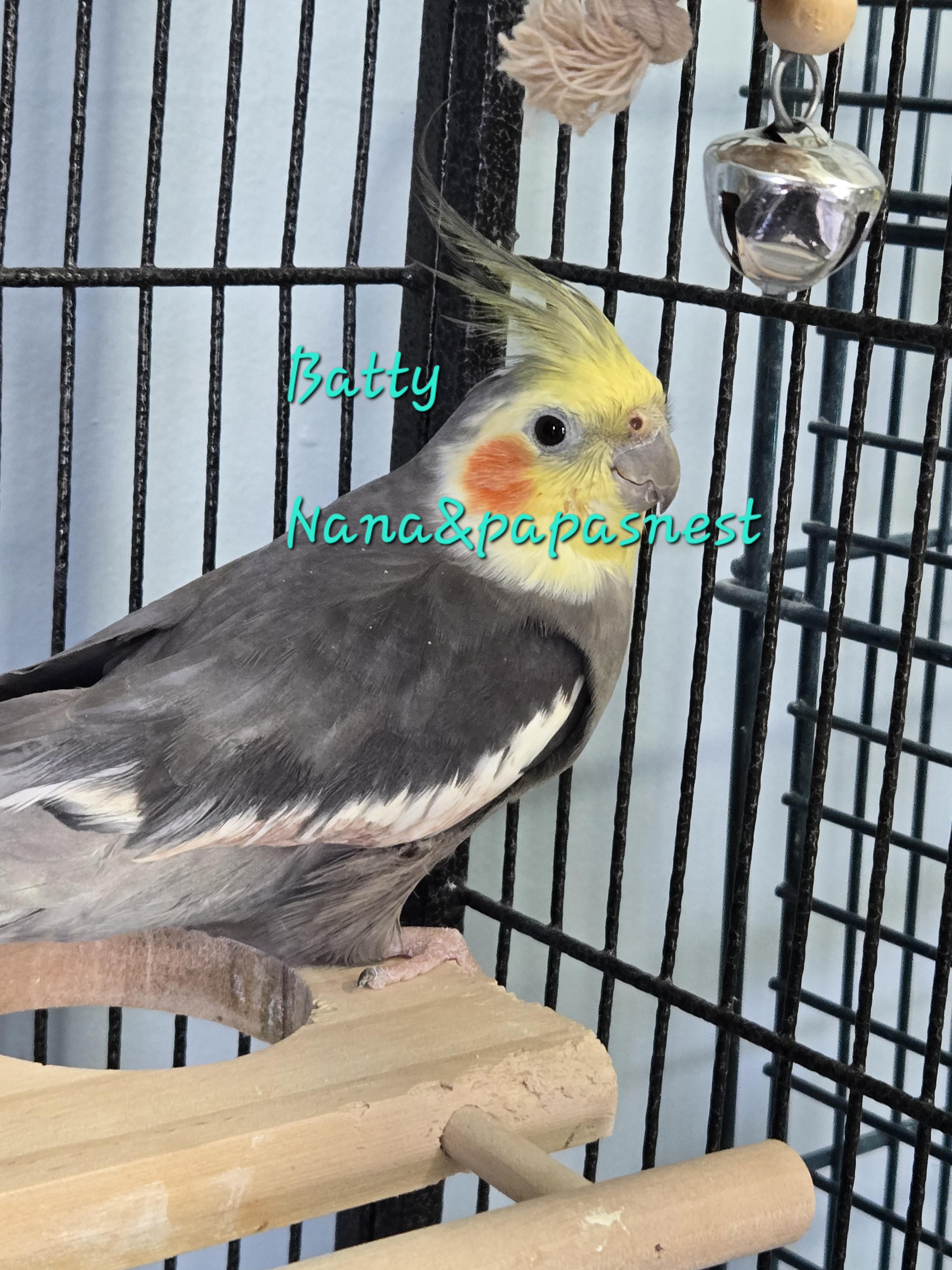 Enlarge Romeo & Batty, an adopted Cockatiel in Wakefield, VA image 2/2