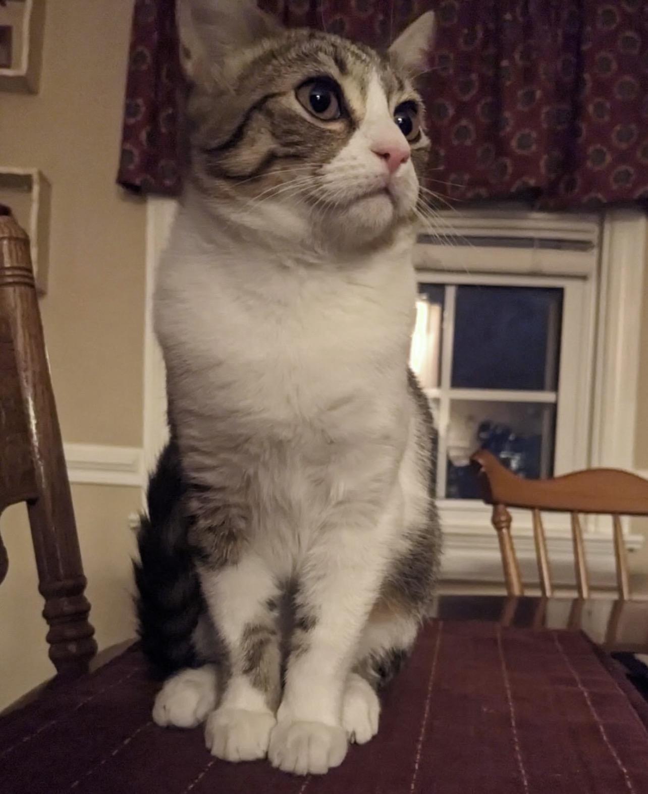 Enlarge Soup, a Adoptable Domestic Medium Hair in Richmond, VA image 3/5