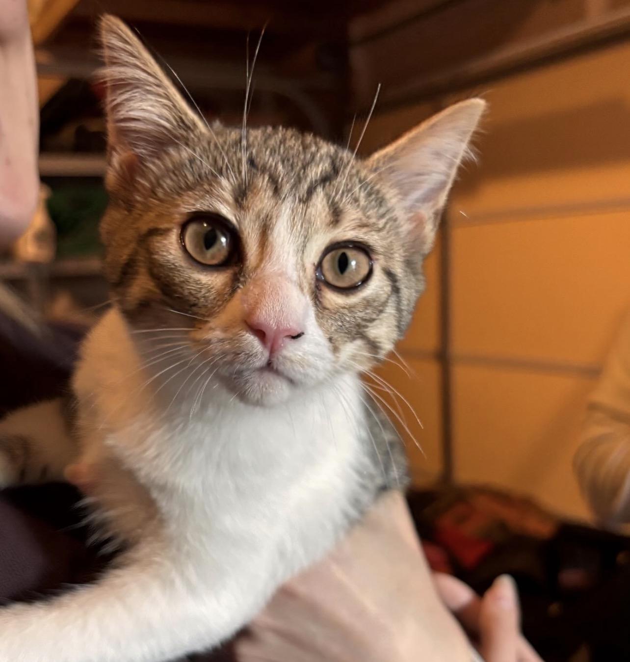 Soup, Adoptable, Kitten Female Domestic Medium Hair.