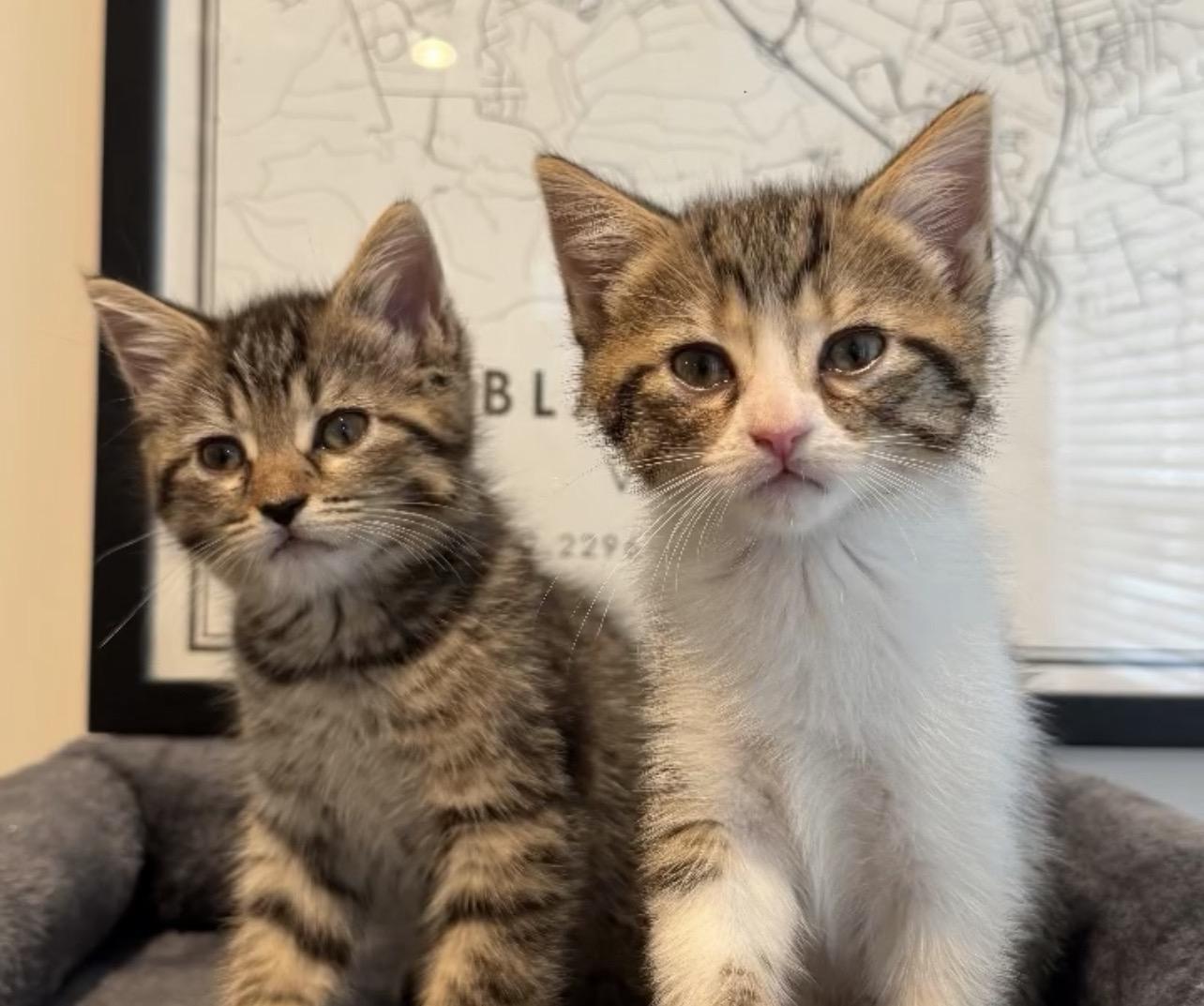 Enlarge Soup, a Adoptable Domestic Medium Hair in Richmond, VA image 4/5