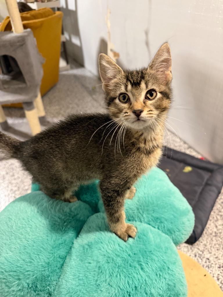 Enlarge Basil, a Adoptable mixed breed in Shawnee, KS image 2/2