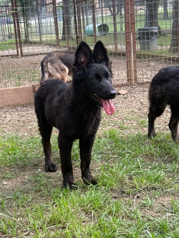 Diana, Adoptable, Young Female German Shepherd Dog.