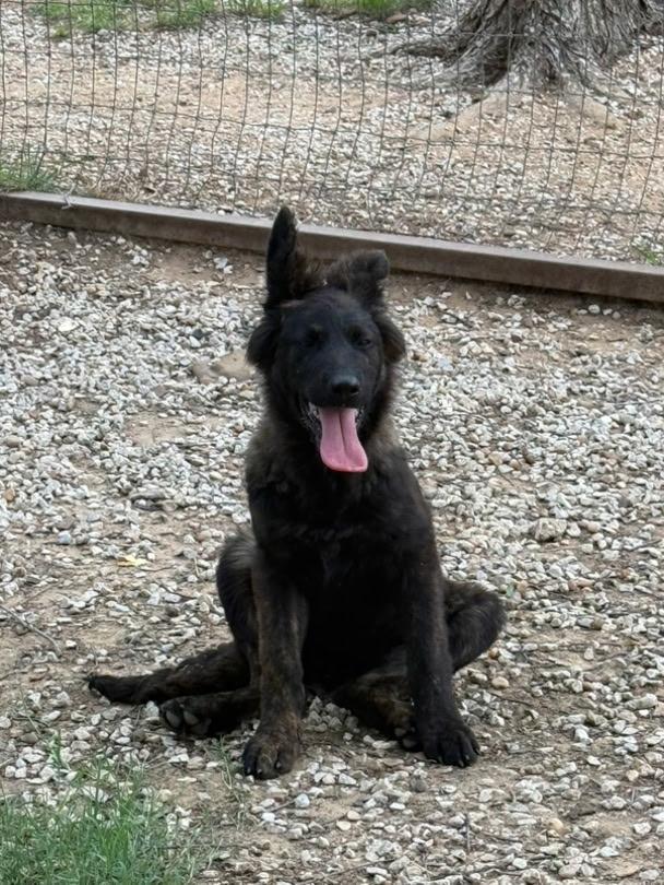Diana, a Adoptable German Shepherd Dog in Brookfield, CT image 2/2