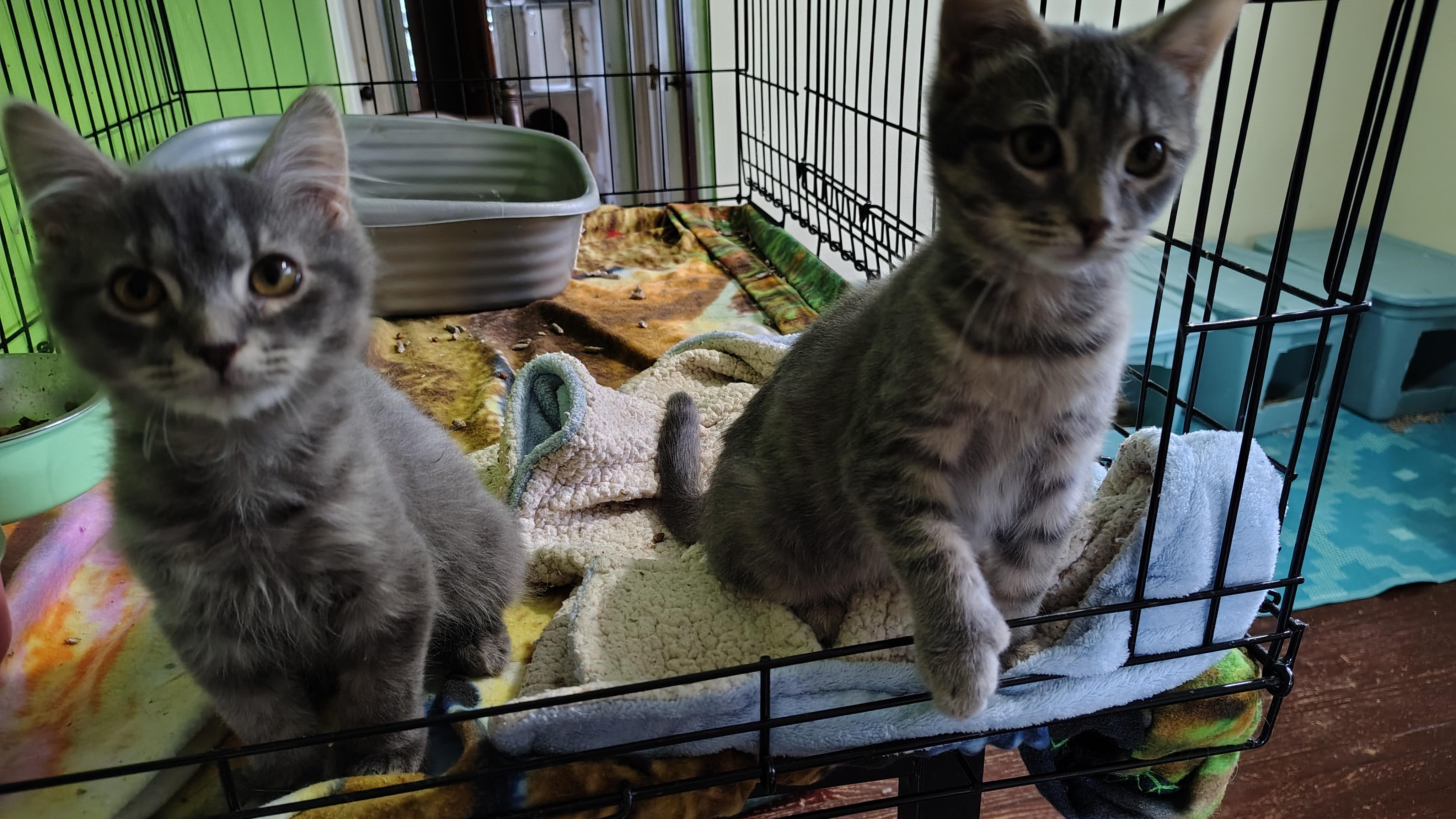 Enlarge Wonton, a Adopted Domestic Medium Hair in Buffalo, NY image 1/2