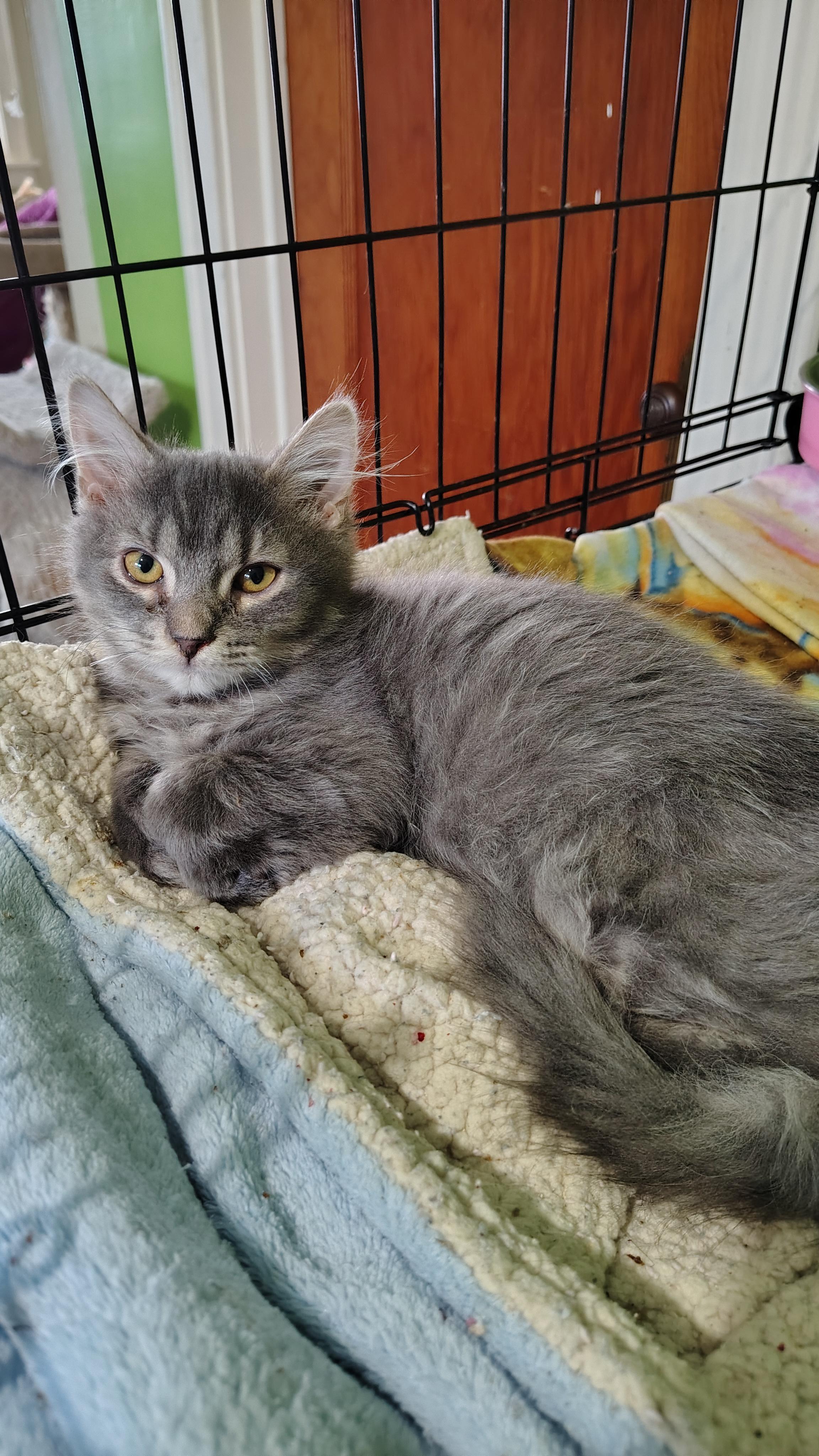 Enlarge Wonton, a Adopted Domestic Medium Hair in Buffalo, NY image 2/2