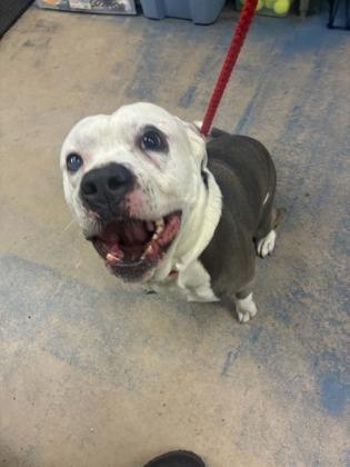 King, ADOPTABLE, Adult Male American Bulldog & American Bully.