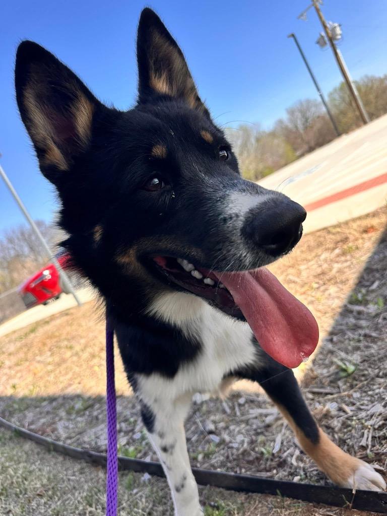 Enlarge Oreo, a Adoptable mixed breed in Newcastle, OK image 4/5