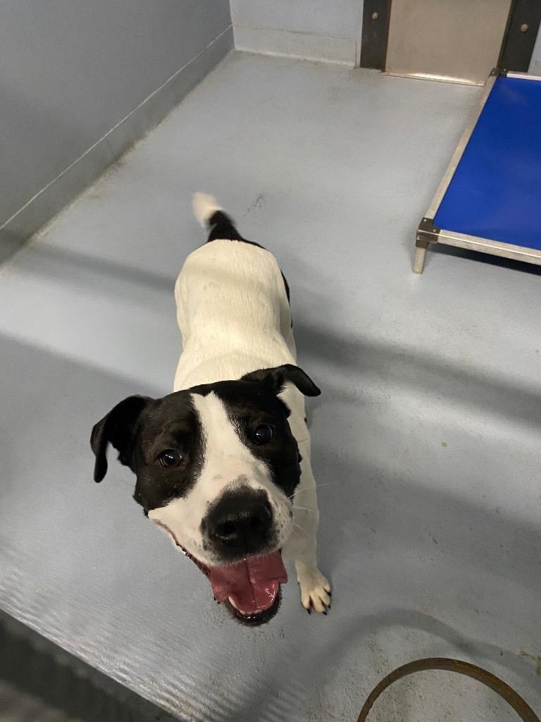 Mary, Adoptable, Adult Female Mixed Breed.