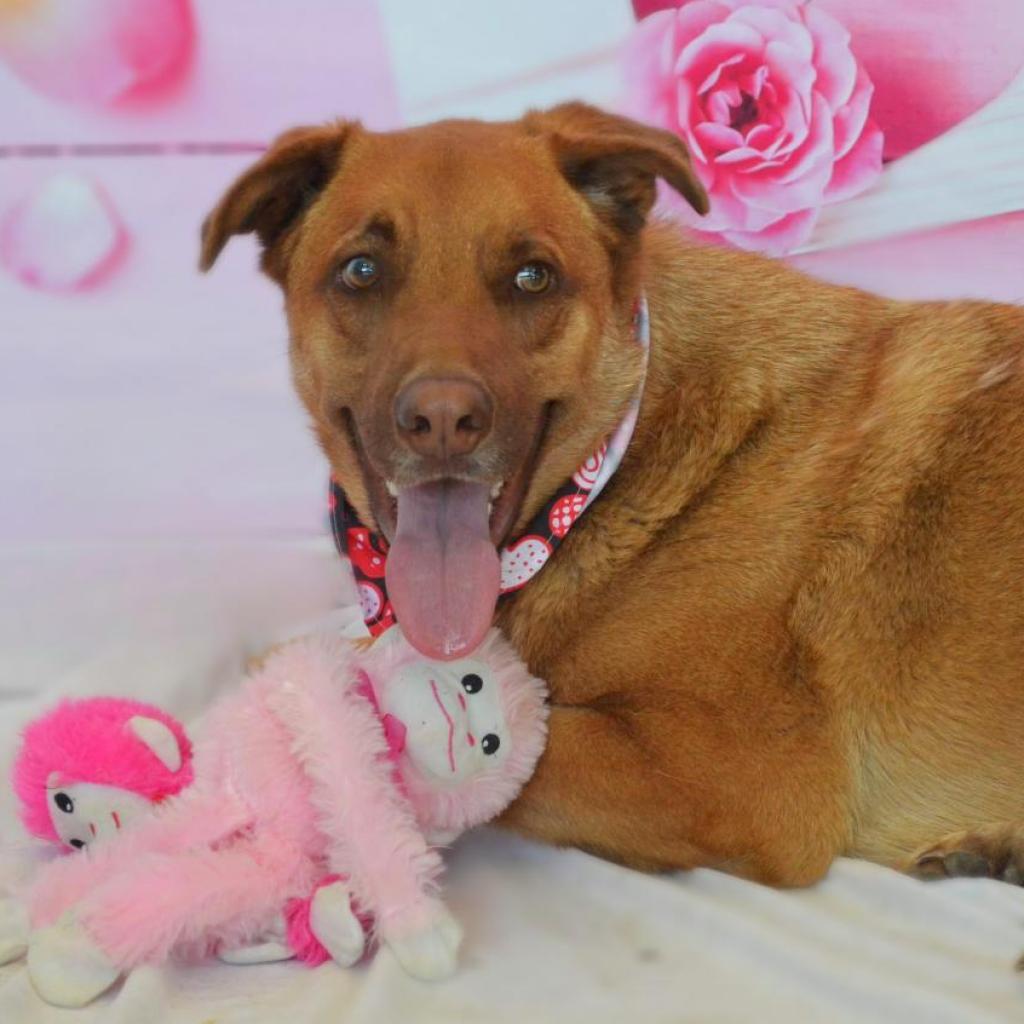 Cole JR*, Adult Male German Shepherd Dog
