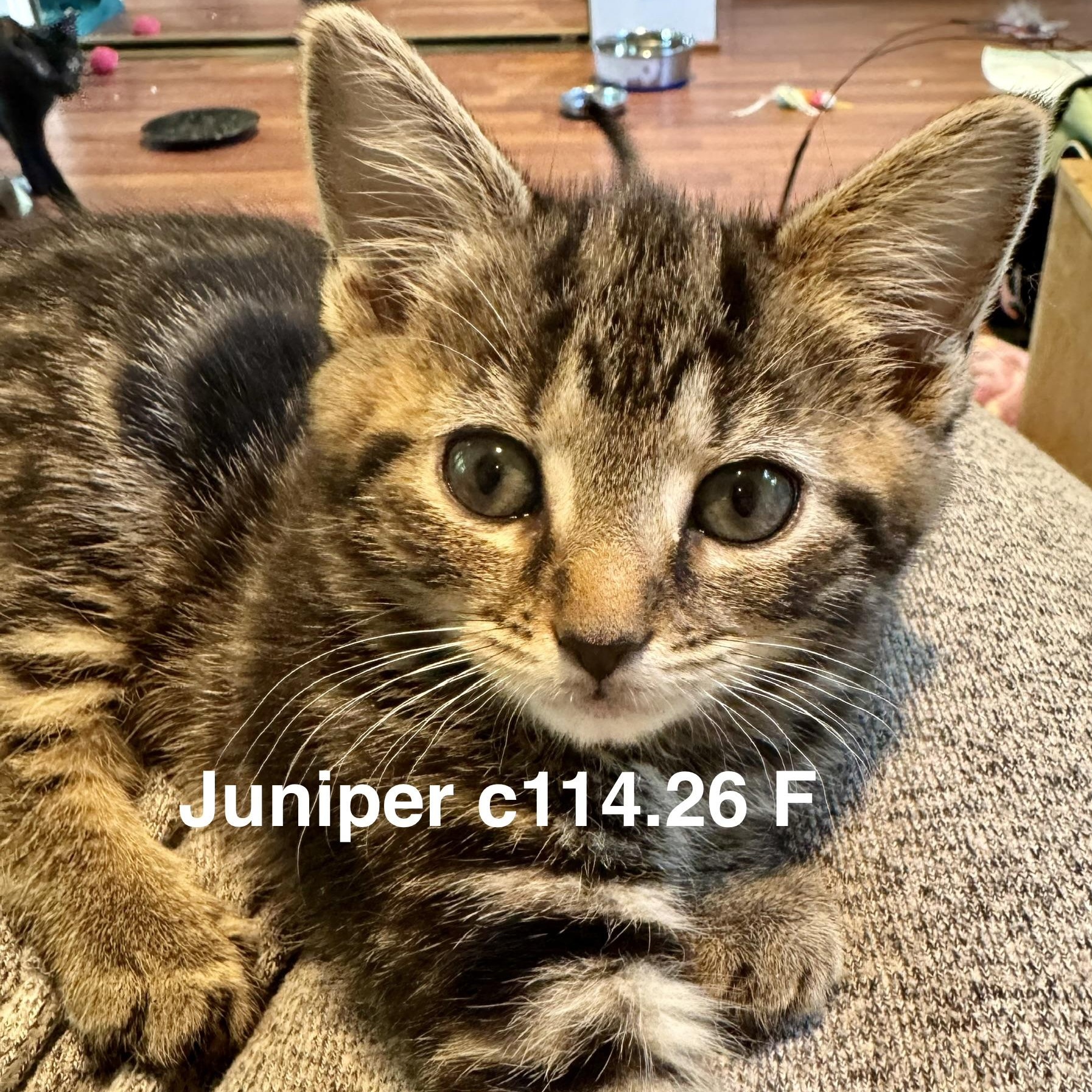 Enlarge Foster Juniper, a Adoptable mixed breed in Batavia, NY image 1/1