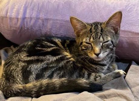 Foster Juniper, Adoptable, Kitten Female Domestic Short Hair & Tabby.