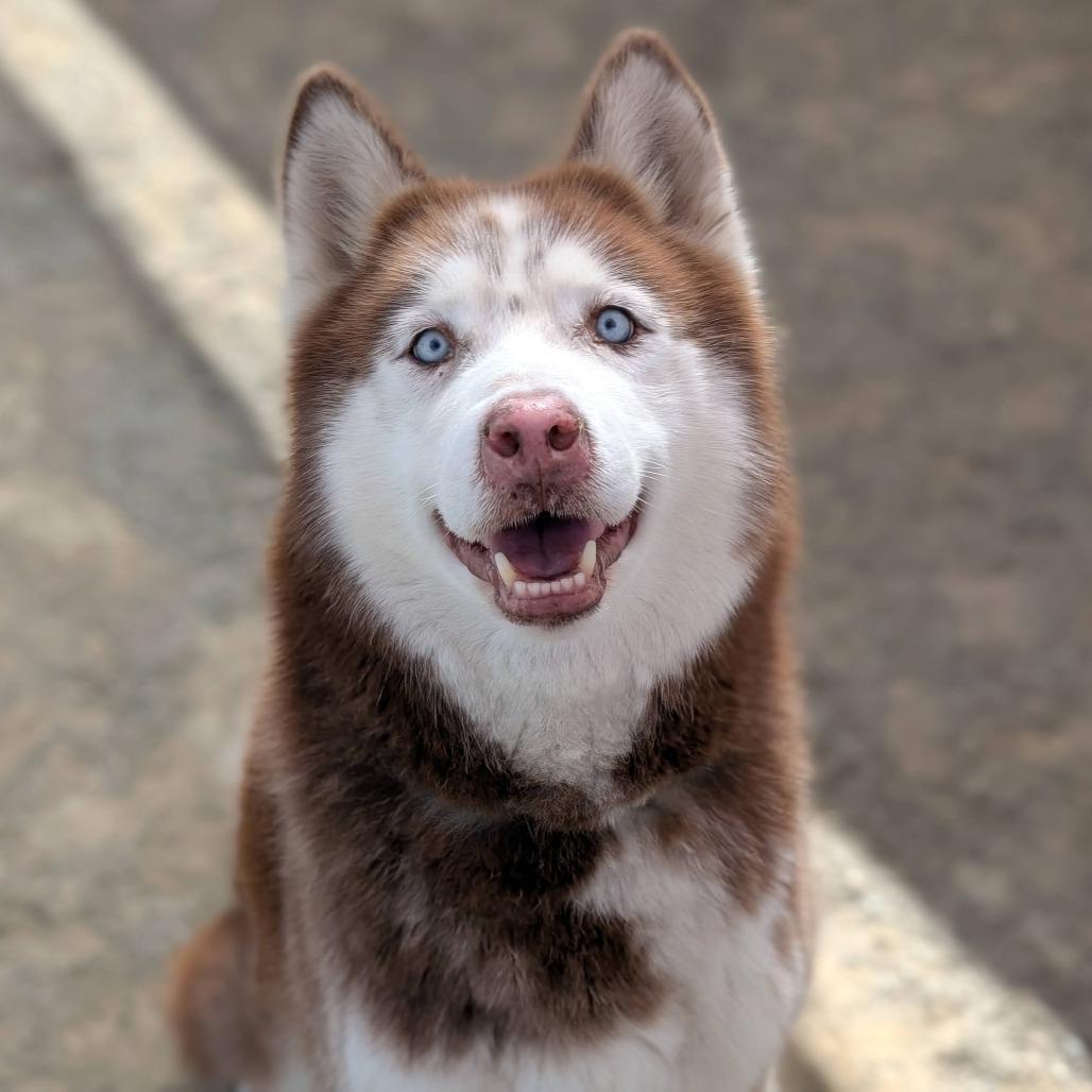 Nacho*, Adoptable, Adult Male Husky.
