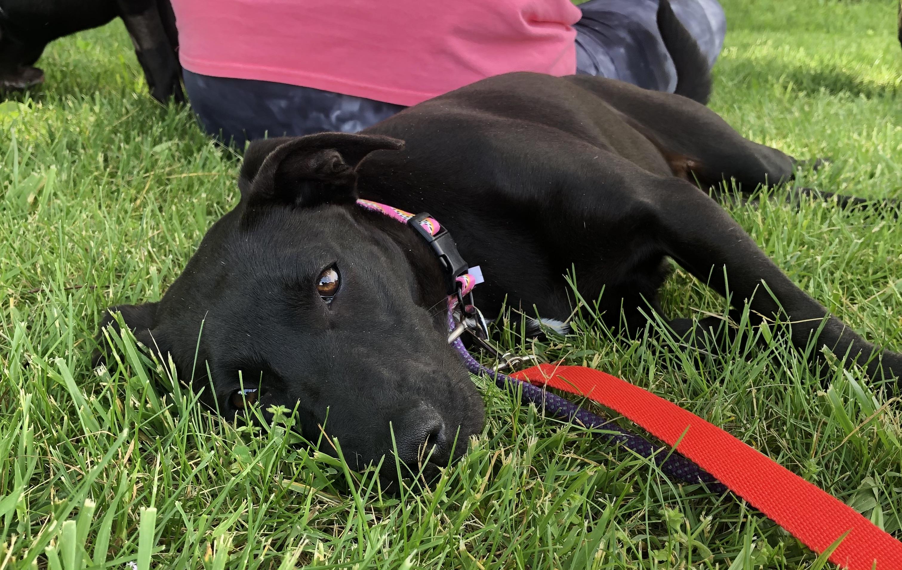 Pearl Krabbs- only 30lbs! photo 3
