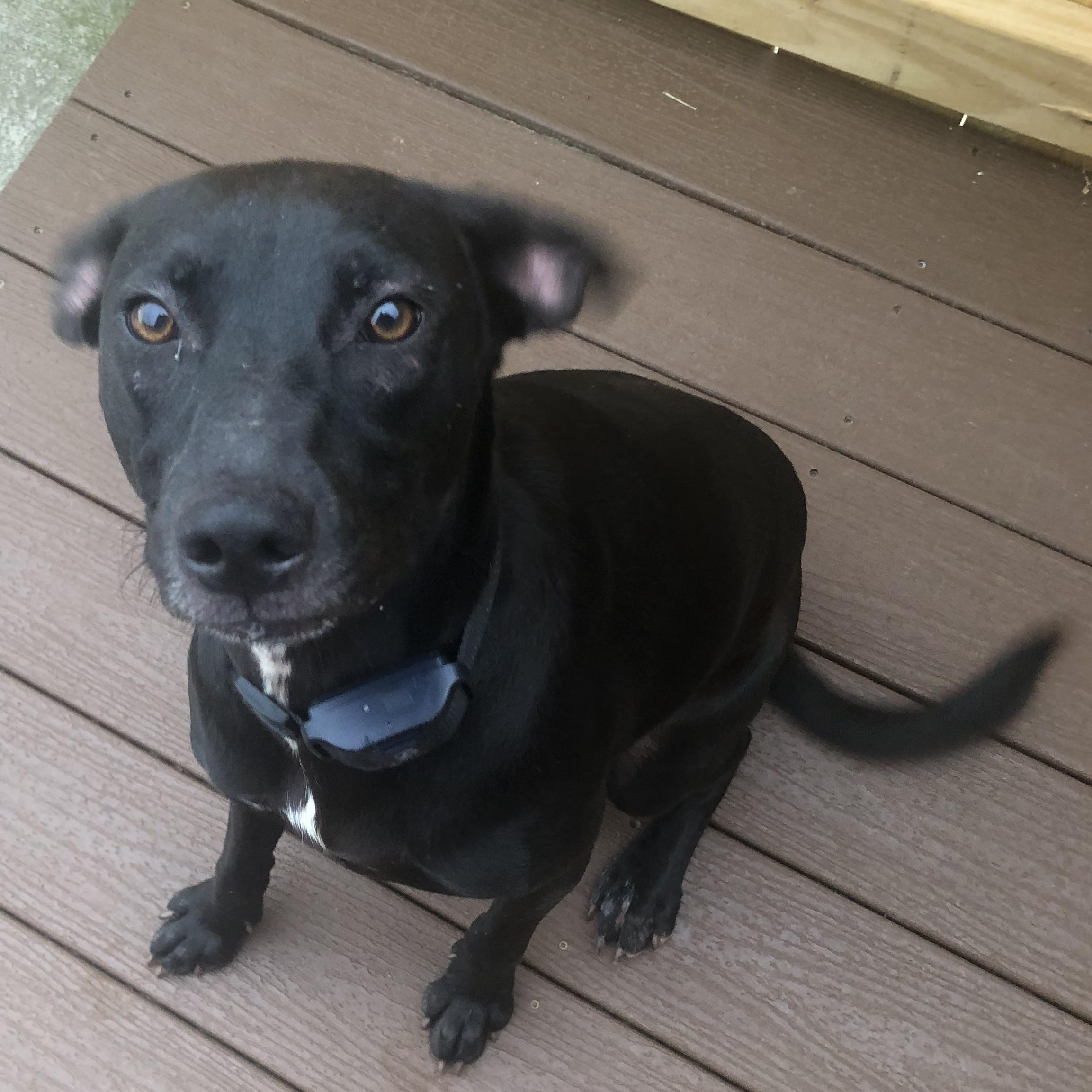 Enlarge Pearl Krabbs, a Adoptable mixed breed in Pleasant View, TN image 5/5