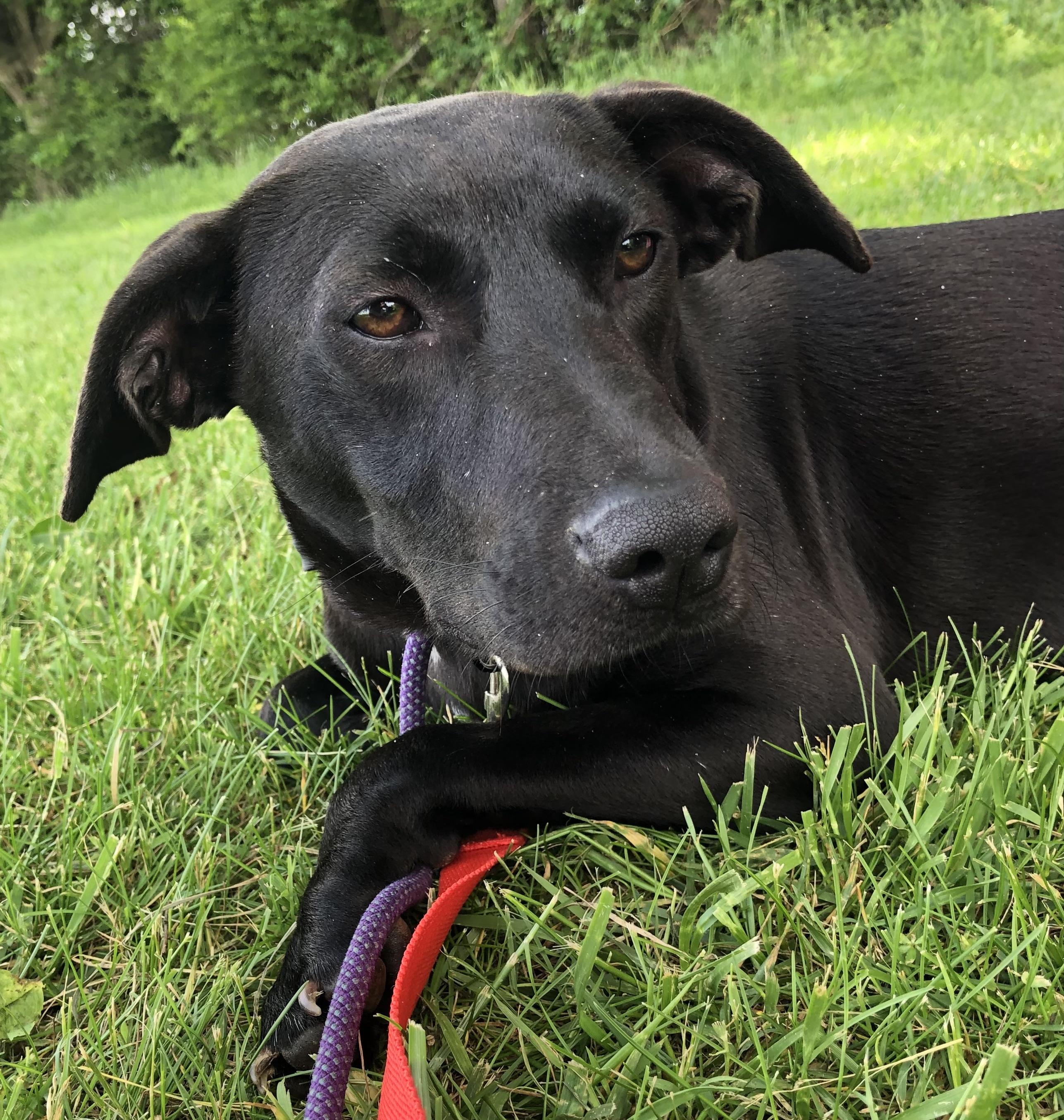 Pearl Krabbs- only 30lbs!, Young Female Black Labrador Retriever