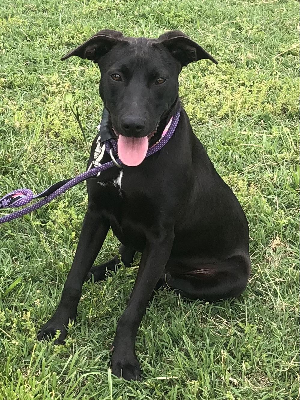 Pearl Krabbs- only 30lbs! photo 2