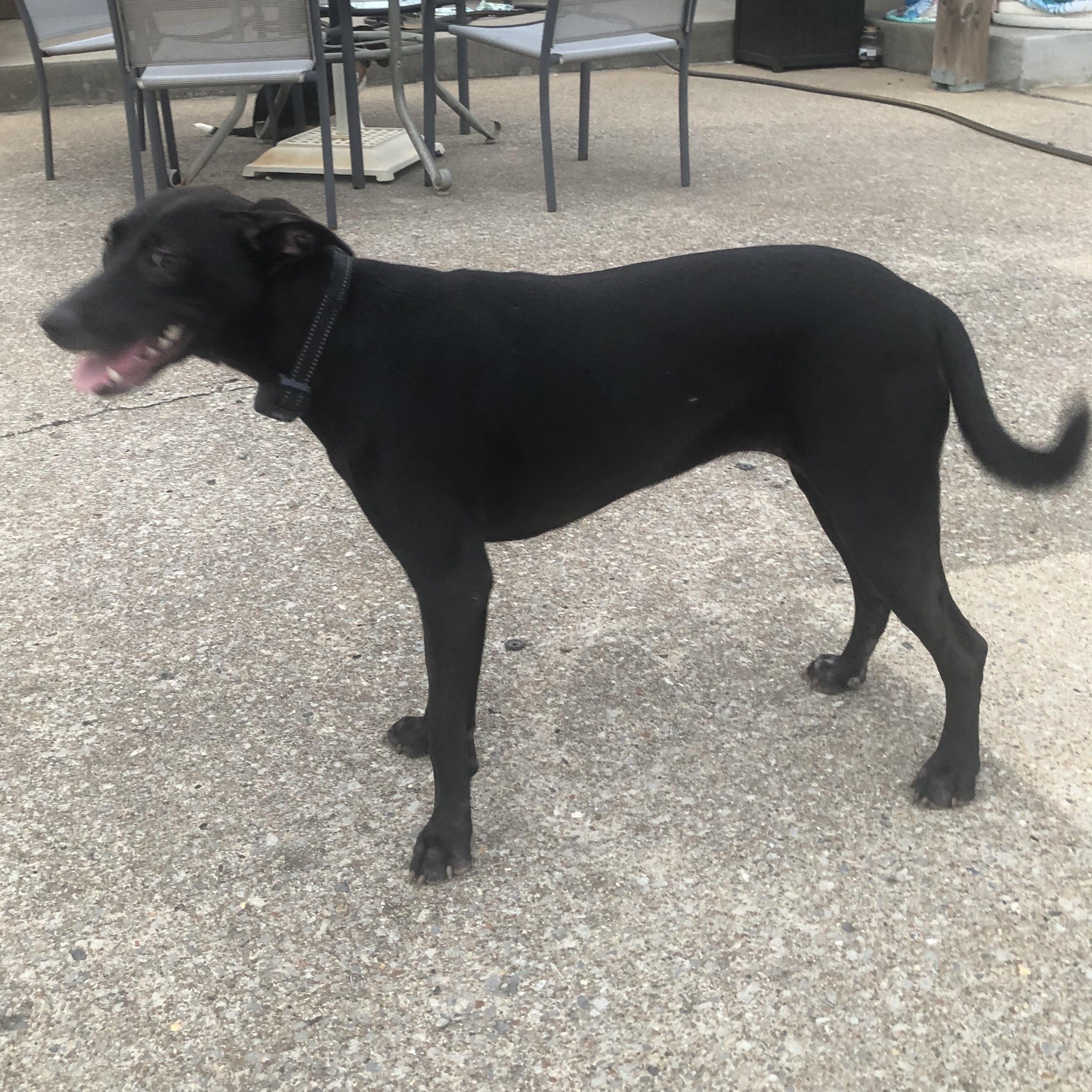 Enlarge Pearl Krabbs, a Adoptable mixed breed in Pleasant View, TN image 3/5