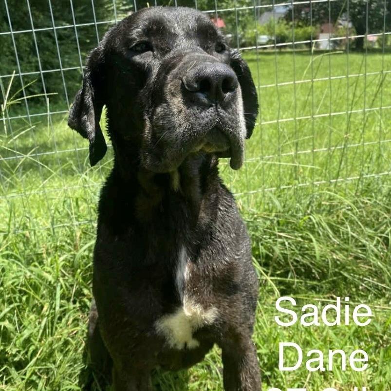 Sadie Dane