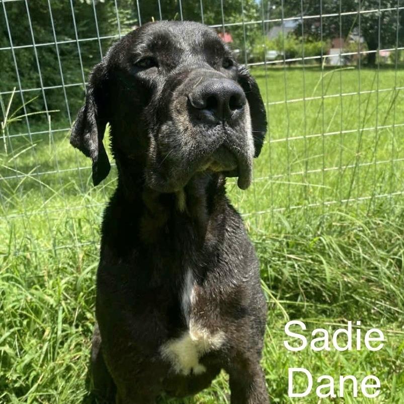 Sadie Dane thumbnail 2