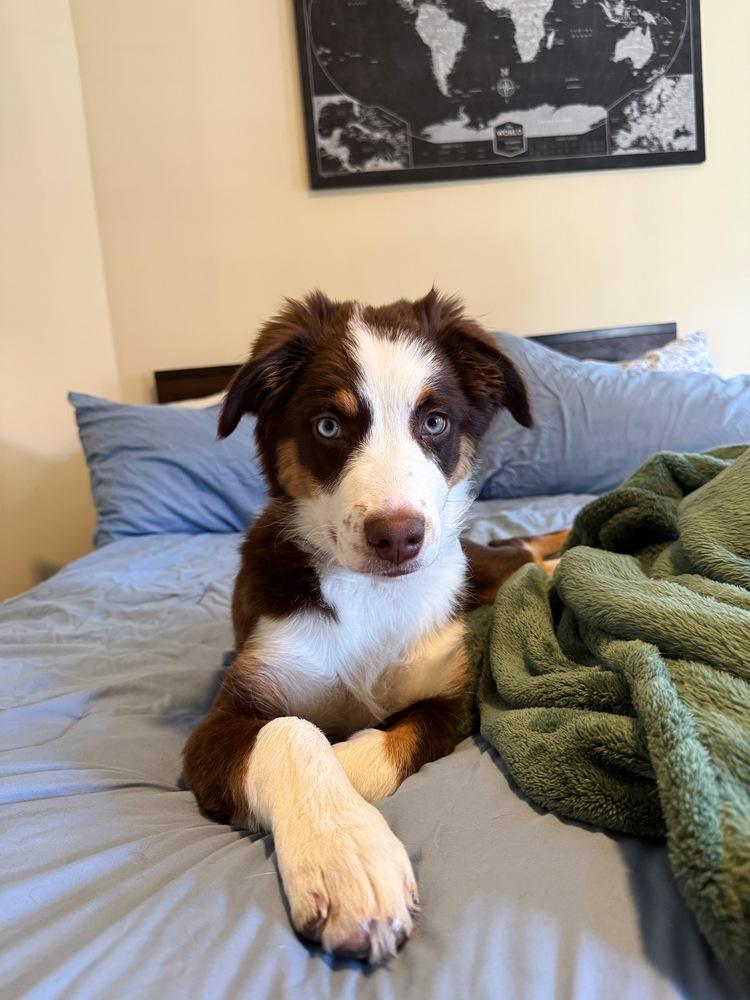 1027 Zuzu NKA Gracie, Adoptable, Puppy Female Australian Shepherd.