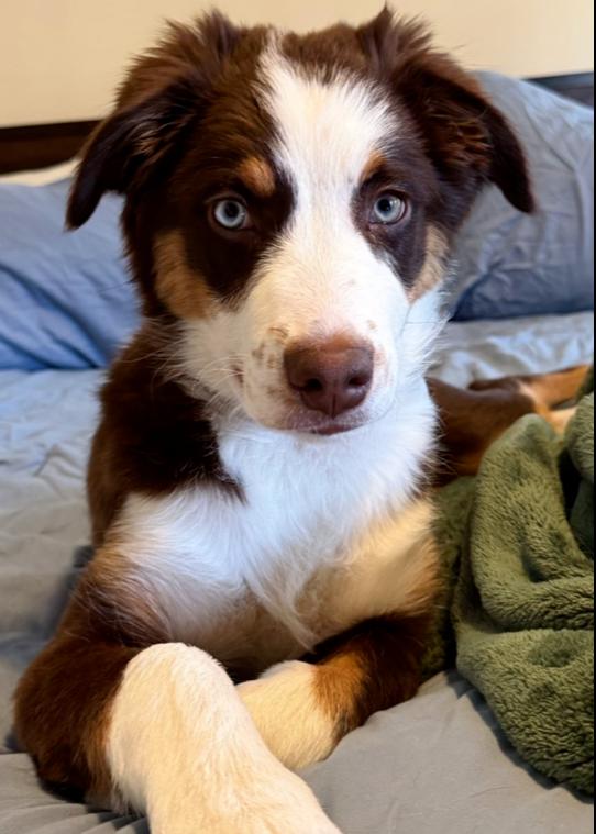 1027 Zuzu NKA Gracie, a Adoptable Australian Shepherd in St Louis , MO image 2/5