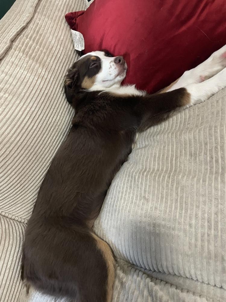 1027 Zuzu NKA Gracie, a Adoptable Australian Shepherd in St Louis , MO image 3/5