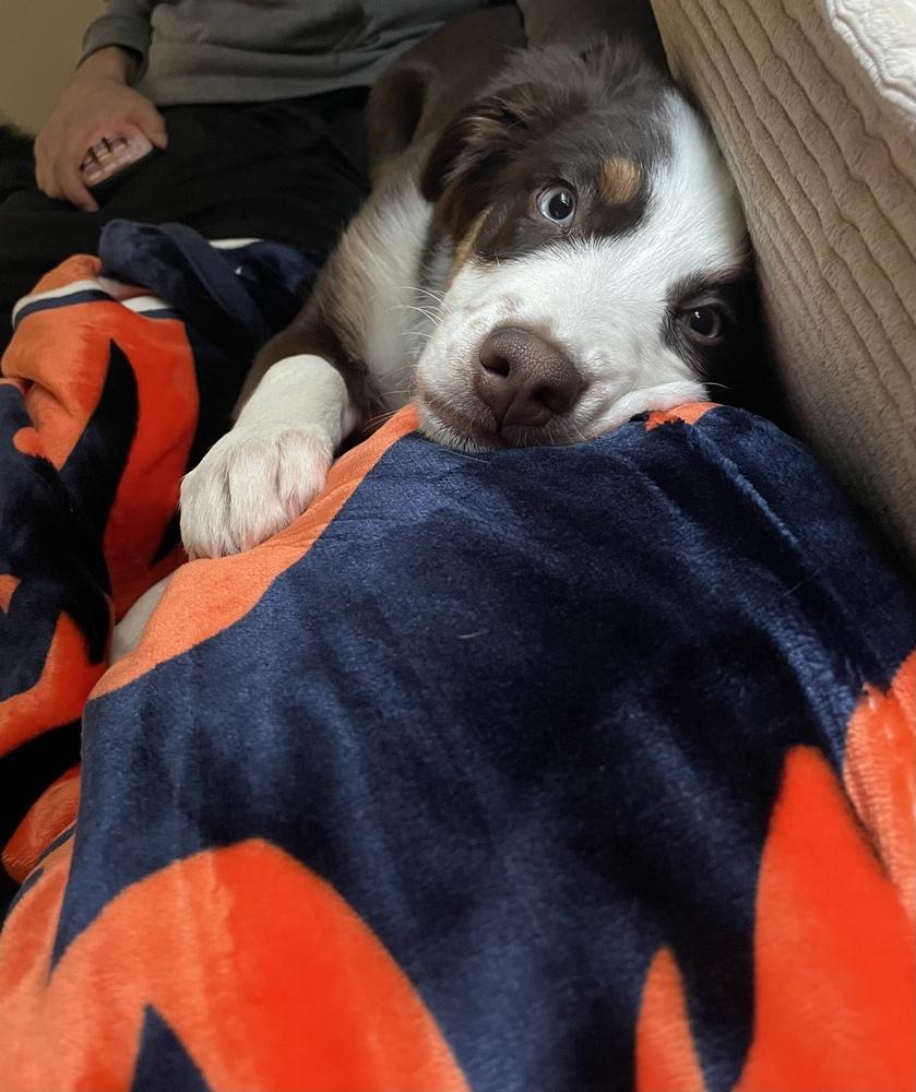 1027 Zuzu NKA Gracie, a Adoptable Australian Shepherd in St Louis , MO image 5/5