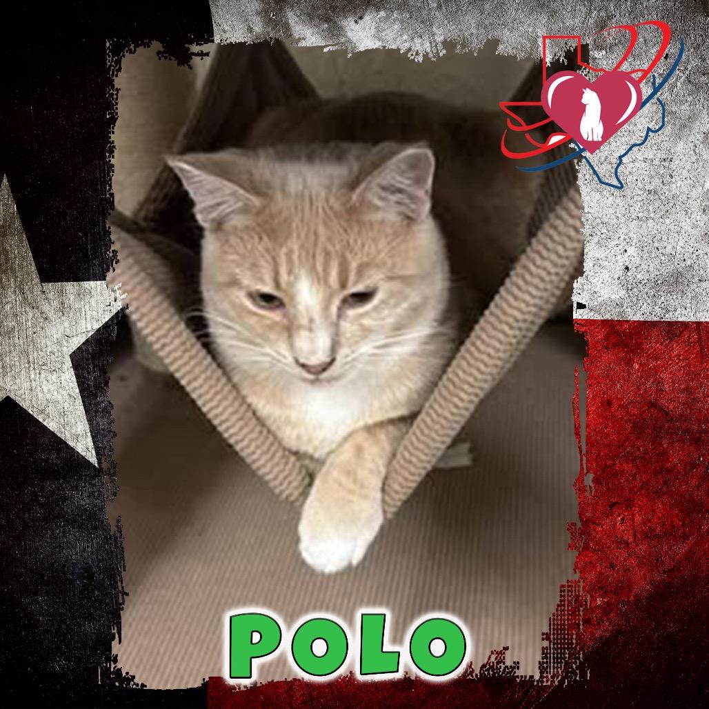 Aaron Samuels/Polo, Adoptable, Young Male Domestic Short Hair.