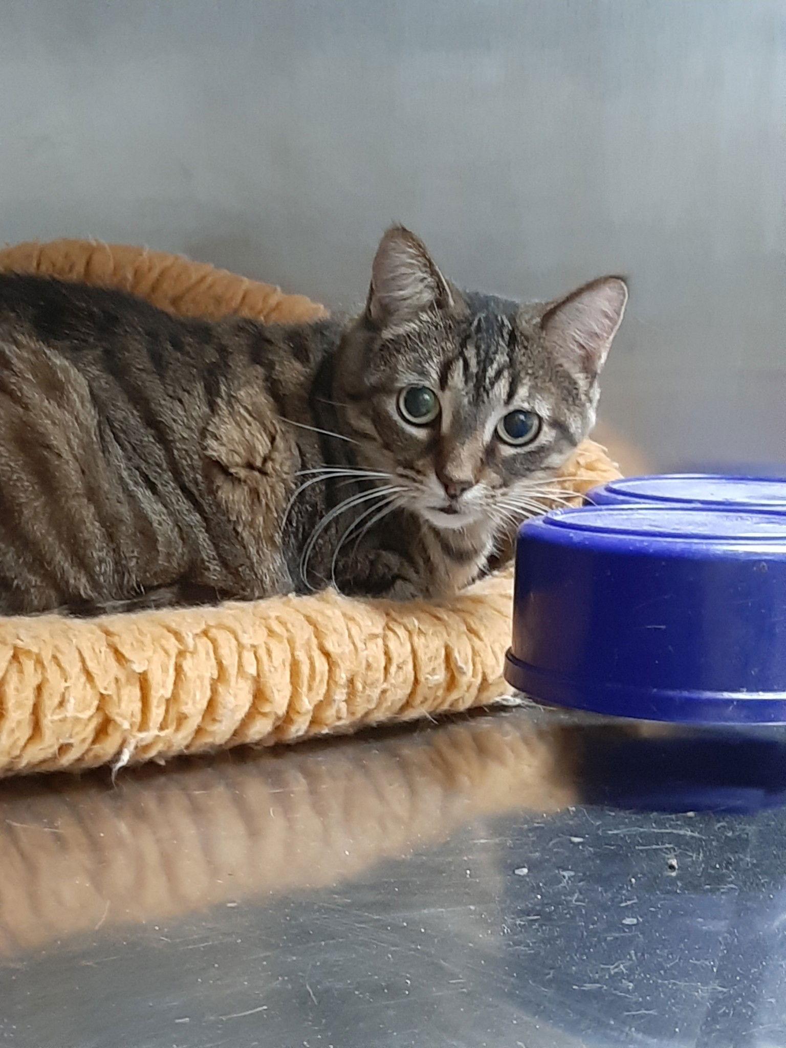 Sabrina, Adoptable, Adult Female Tiger.