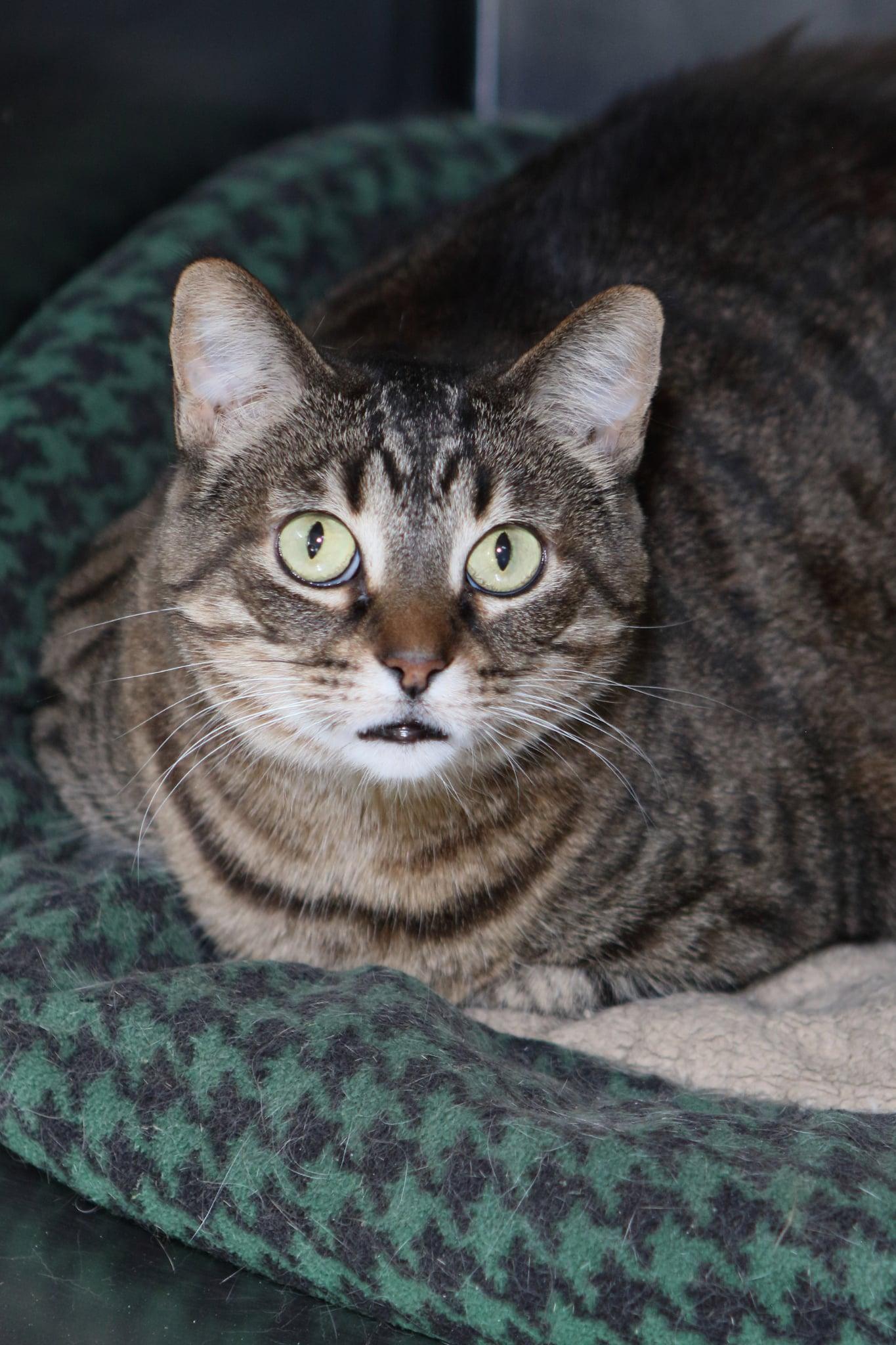 Enlarge Sabrina, a Adoptable Tiger in Austin, MN image 2/3