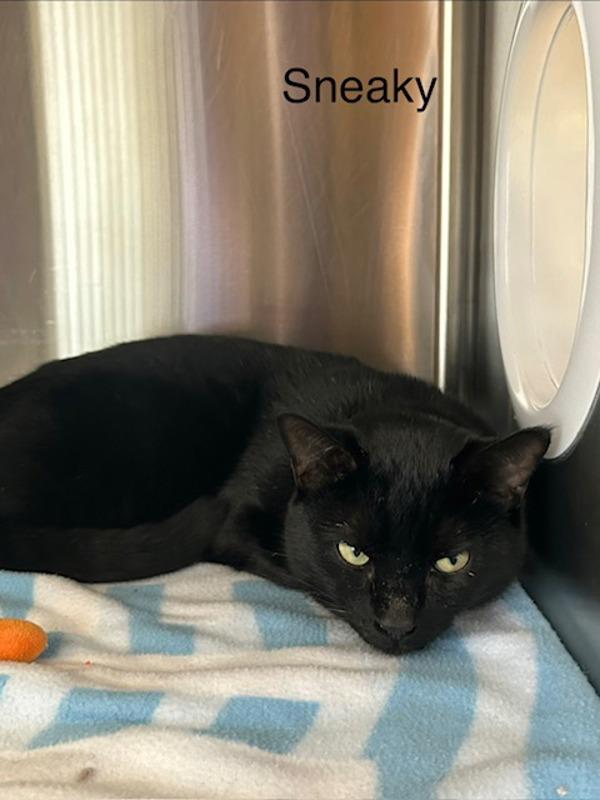 Sneaky, Adoptable, Young Male Domestic Short Hair.