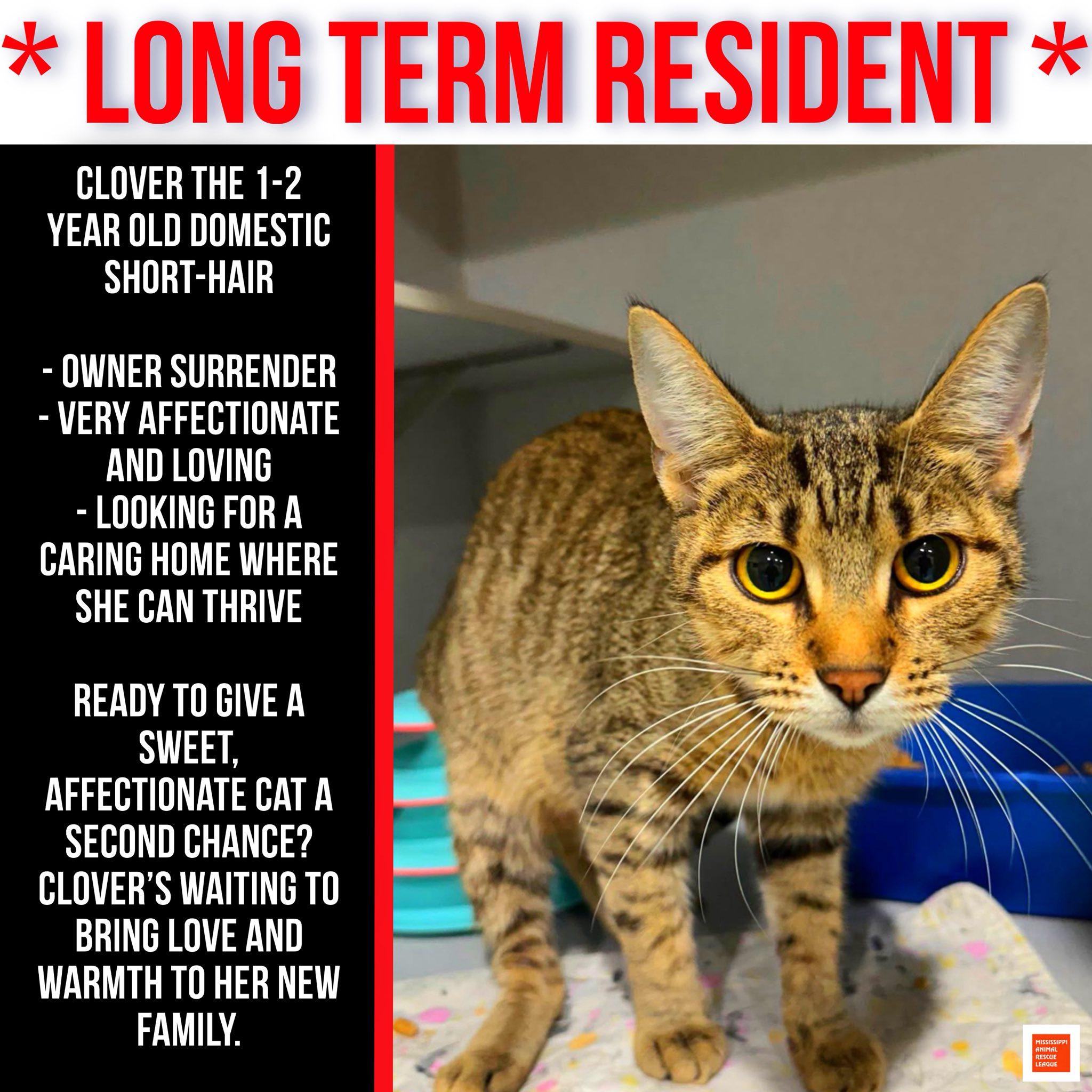 Clover, ADOPTABLE, Young Female Domestic Short Hair.