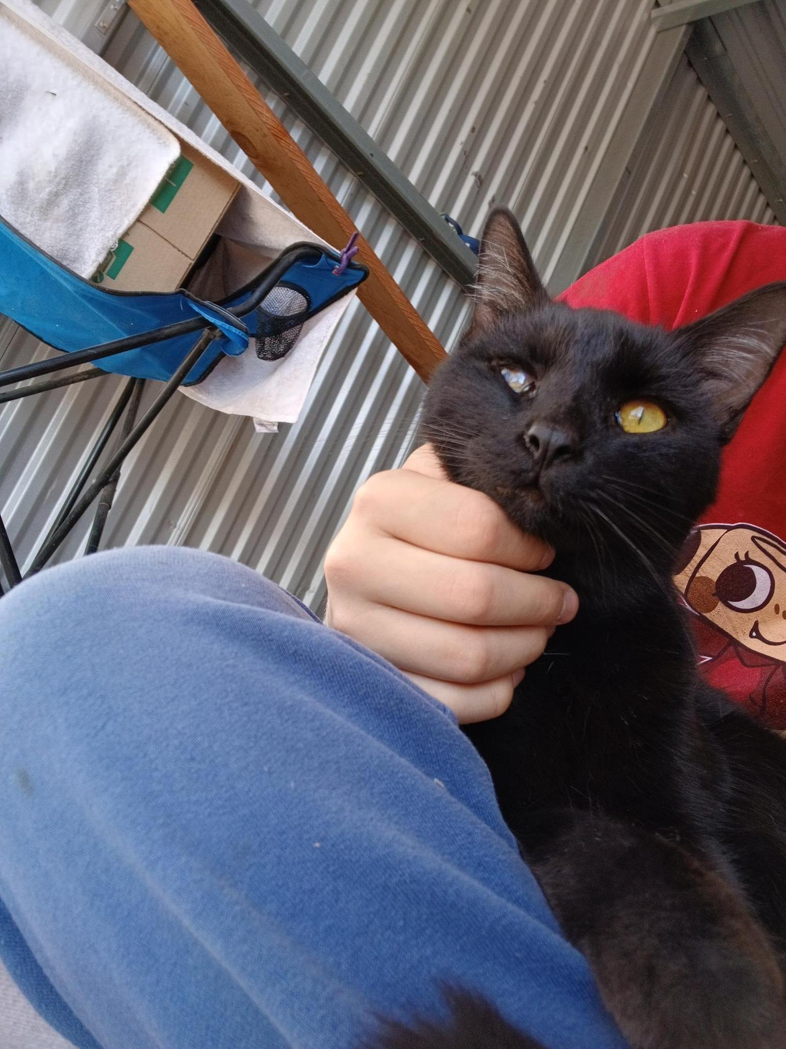 Suki, ADOPTABLE, Adult Female Domestic Short Hair.