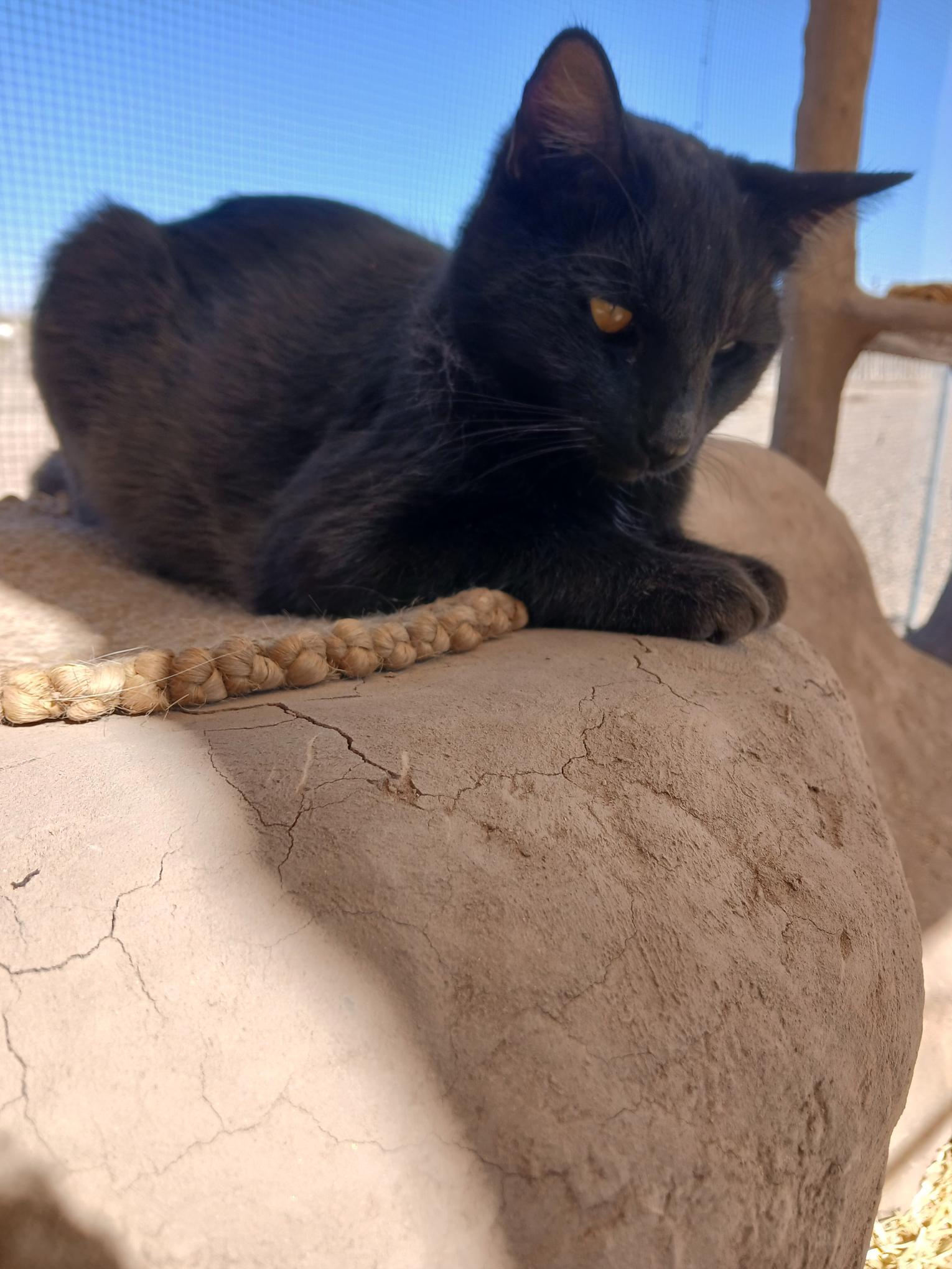 Enlarge Suki, a ADOPTABLE Domestic Short Hair in Deming, NM image 3/3