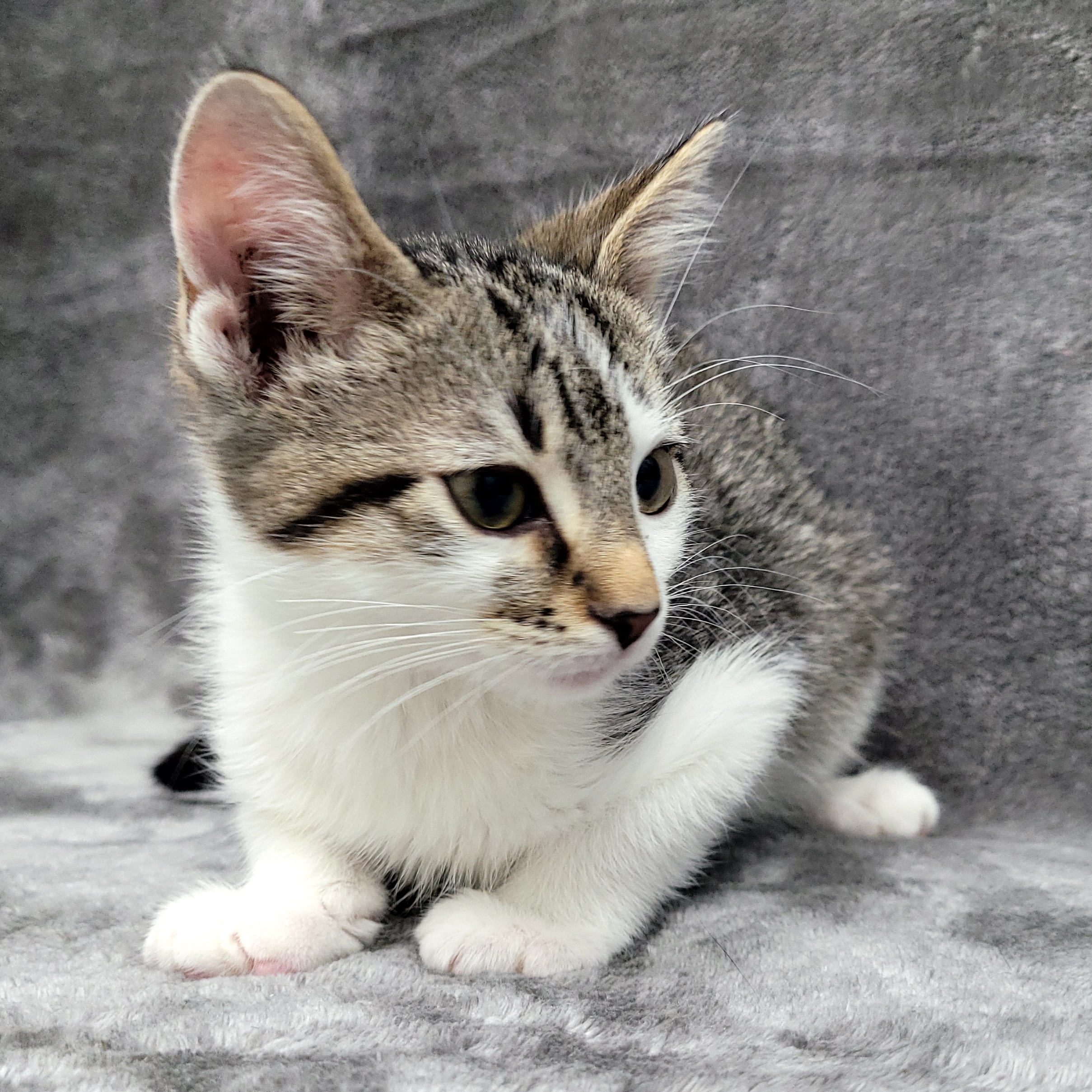 Maui — thumbnail 2