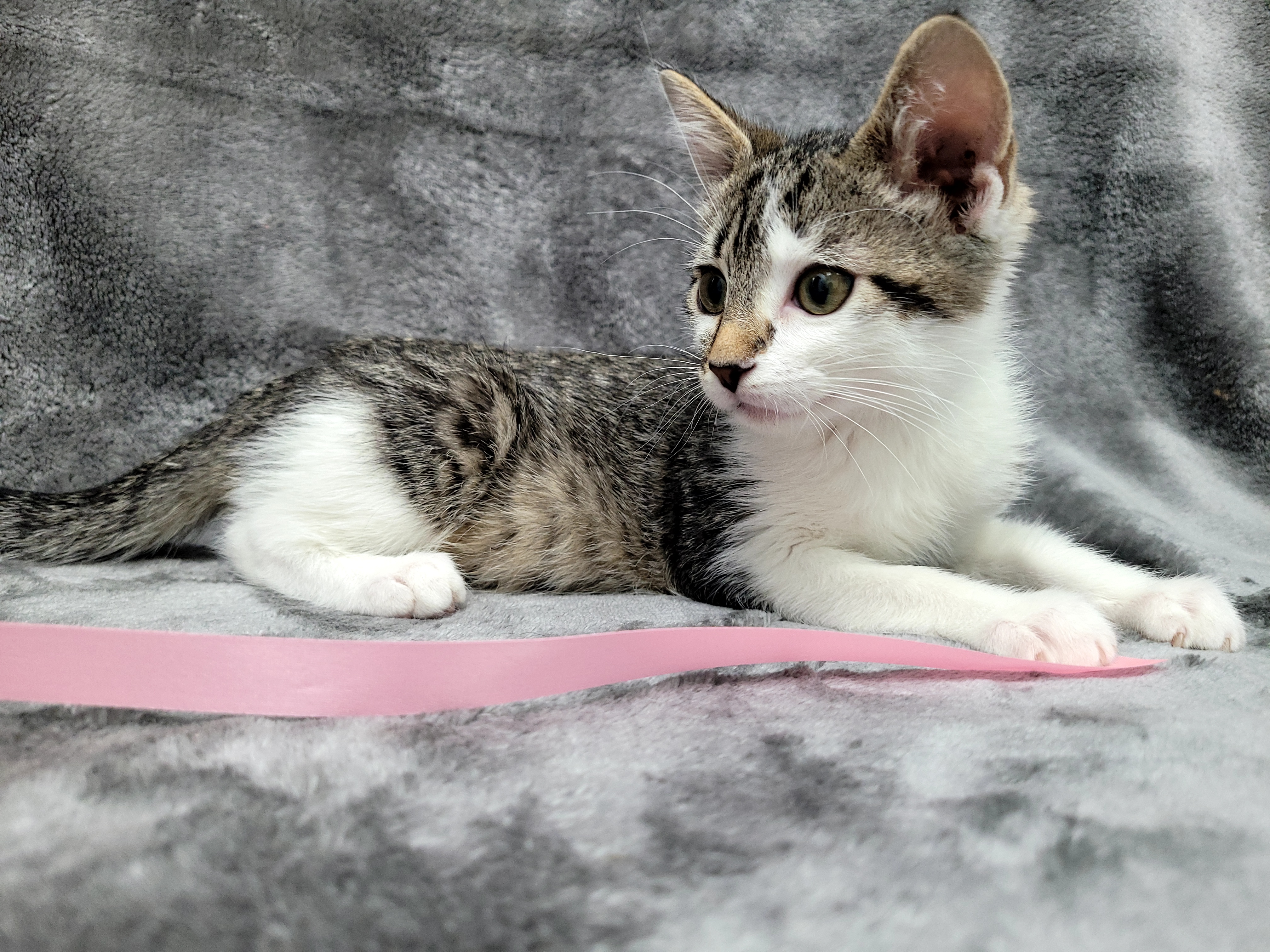 Maui — thumbnail 4