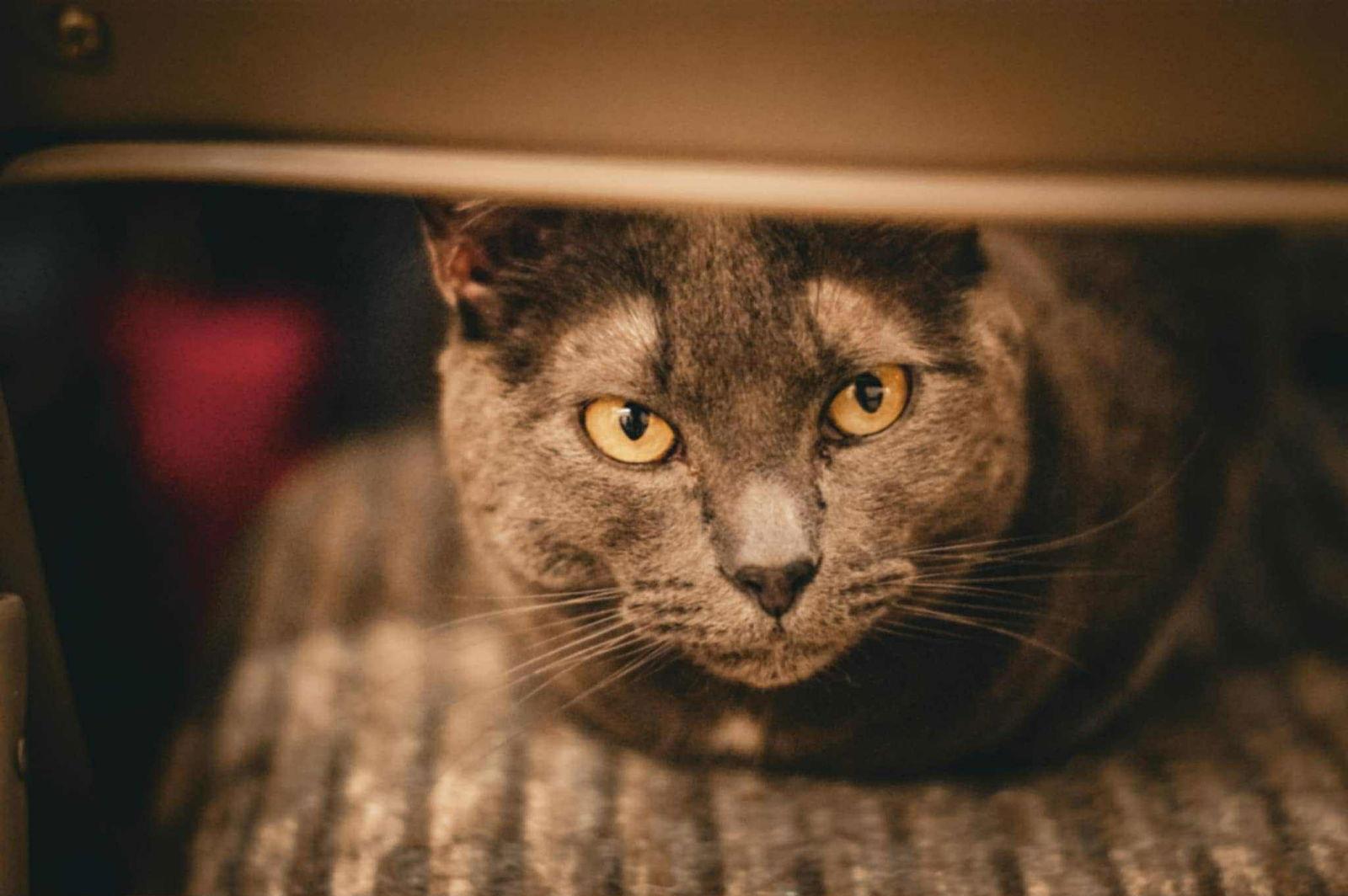 TEENY, Adoptable, Young Female Domestic Short Hair.