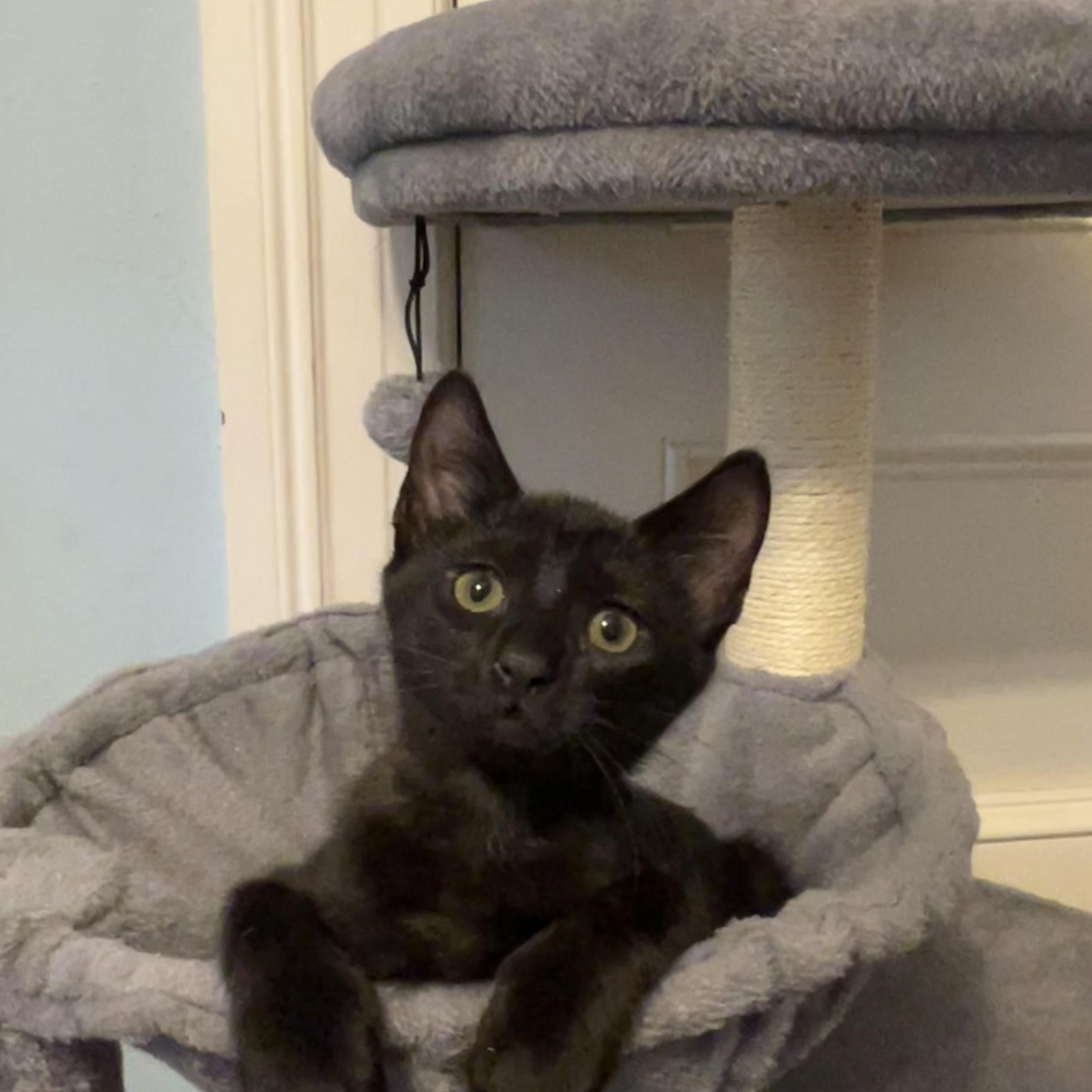 Lydia, a Adoptable Domestic Short Hair in Moriches, NY image 2/6