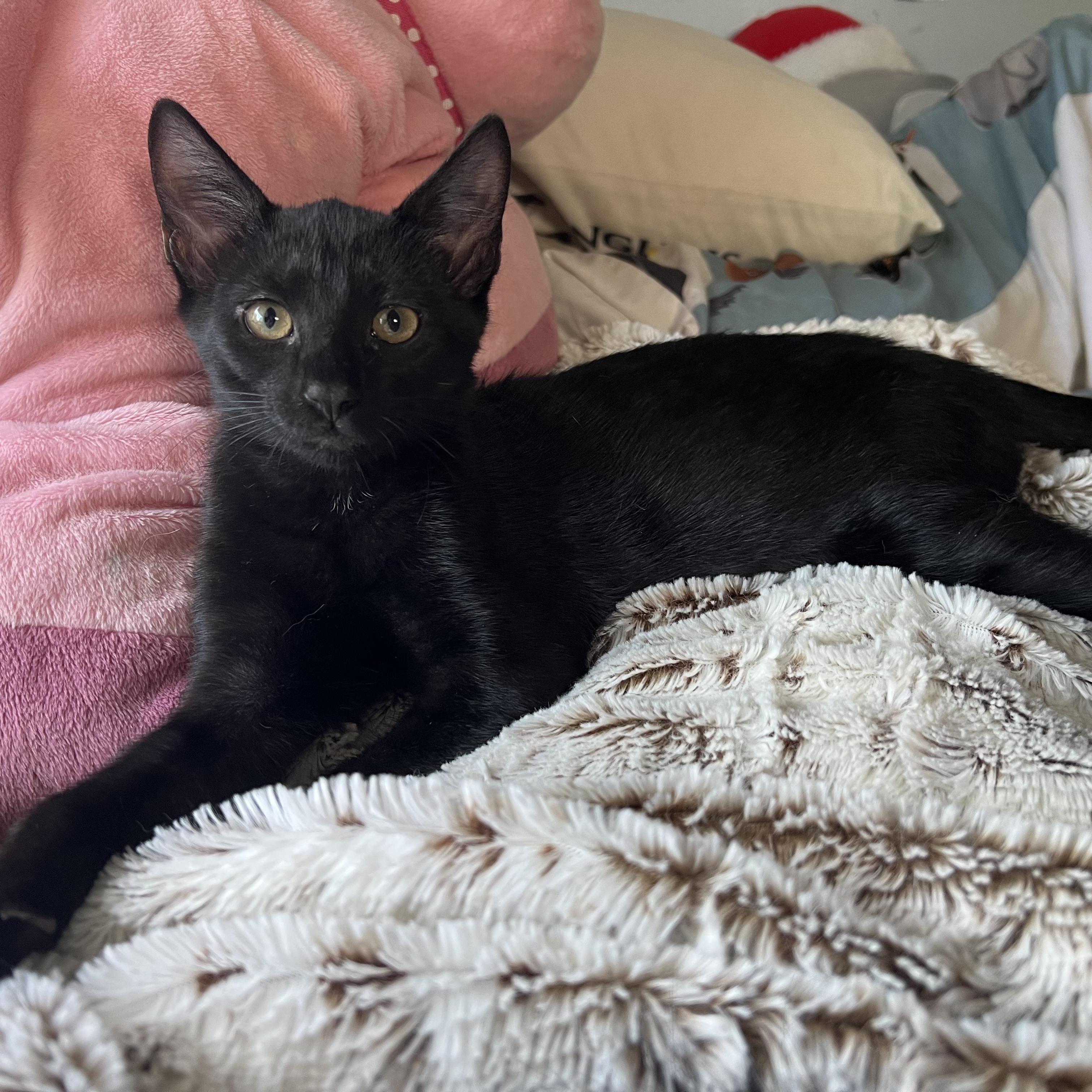 Lydia, a Adoptable Domestic Short Hair in Moriches, NY image 1/6