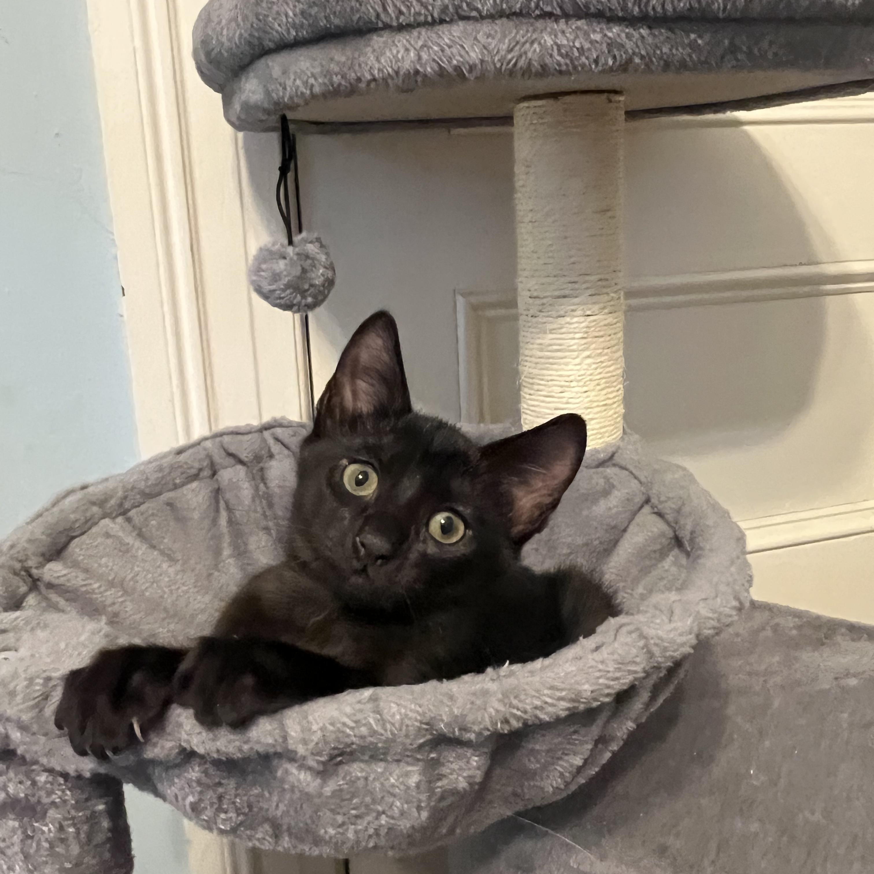 Lydia, a Adoptable Domestic Short Hair in Moriches, NY image 3/6