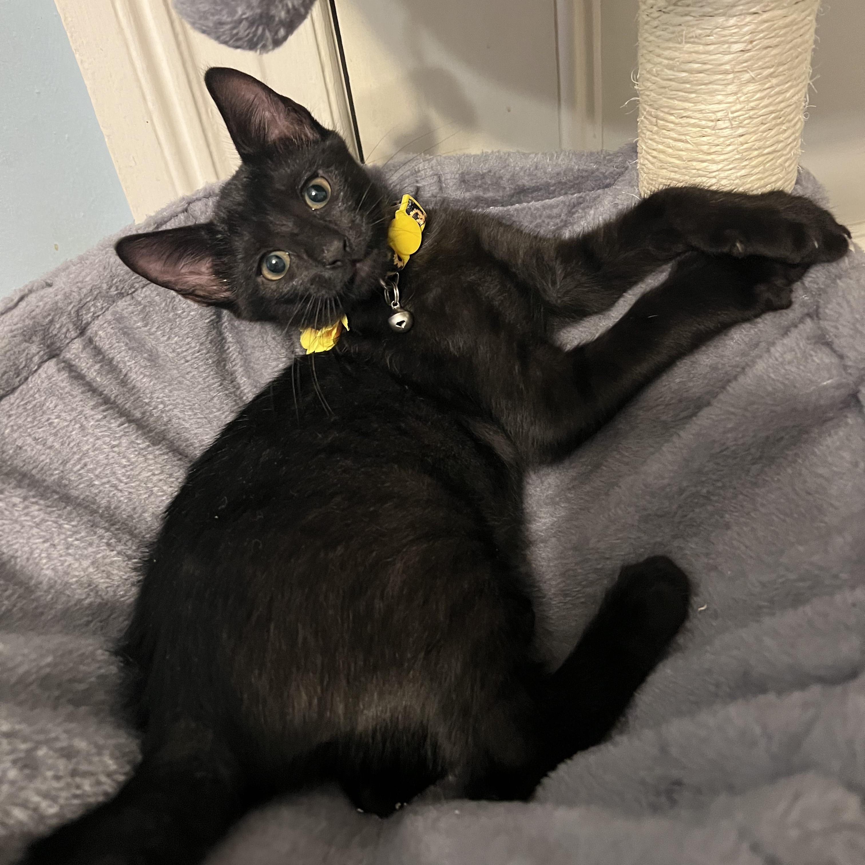 Lydia, a Adoptable Domestic Short Hair in Moriches, NY image 6/6