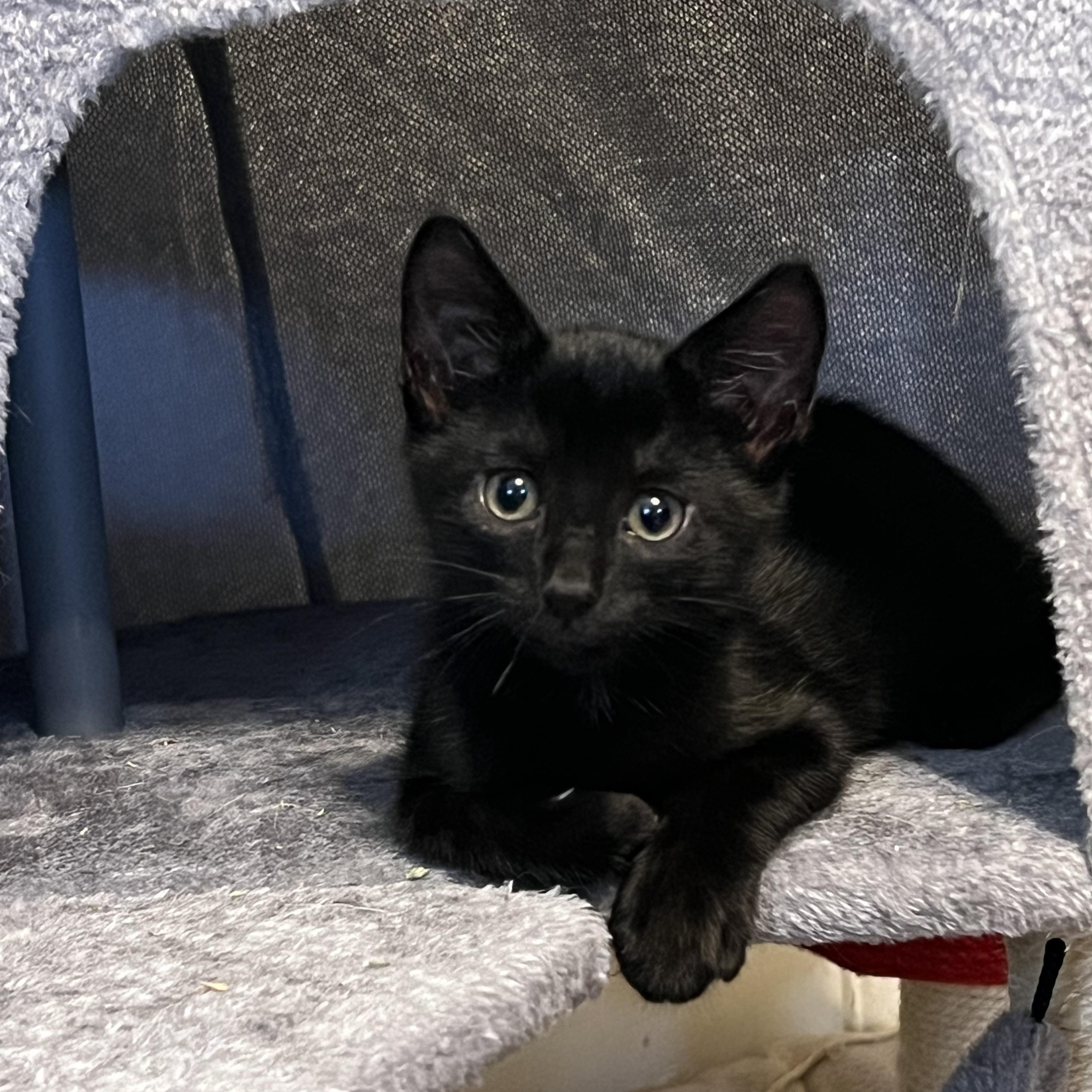 Lydia, a Adoptable Domestic Short Hair in Moriches, NY image 4/6