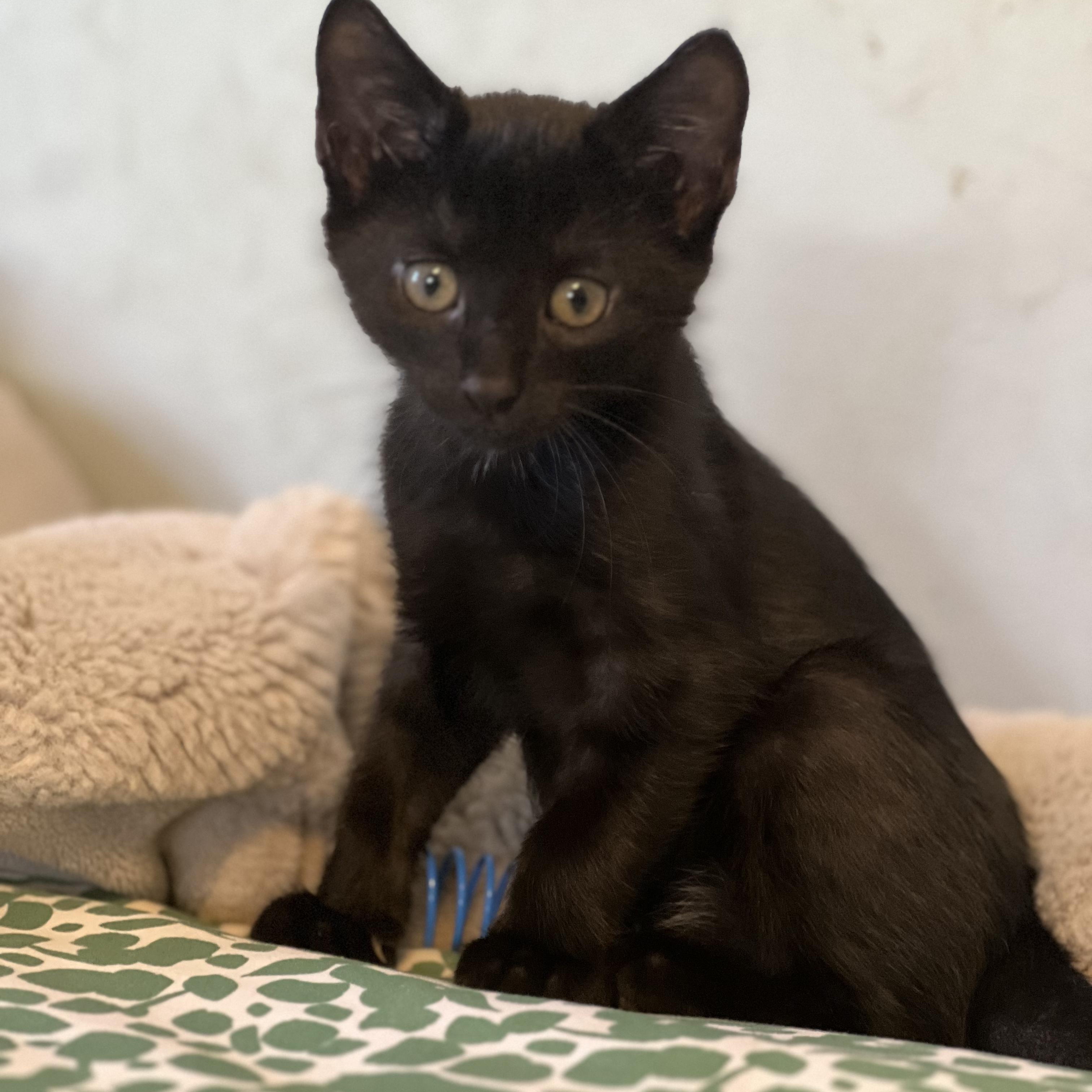 Lydia, a Adoptable Domestic Short Hair in Moriches, NY image 5/6