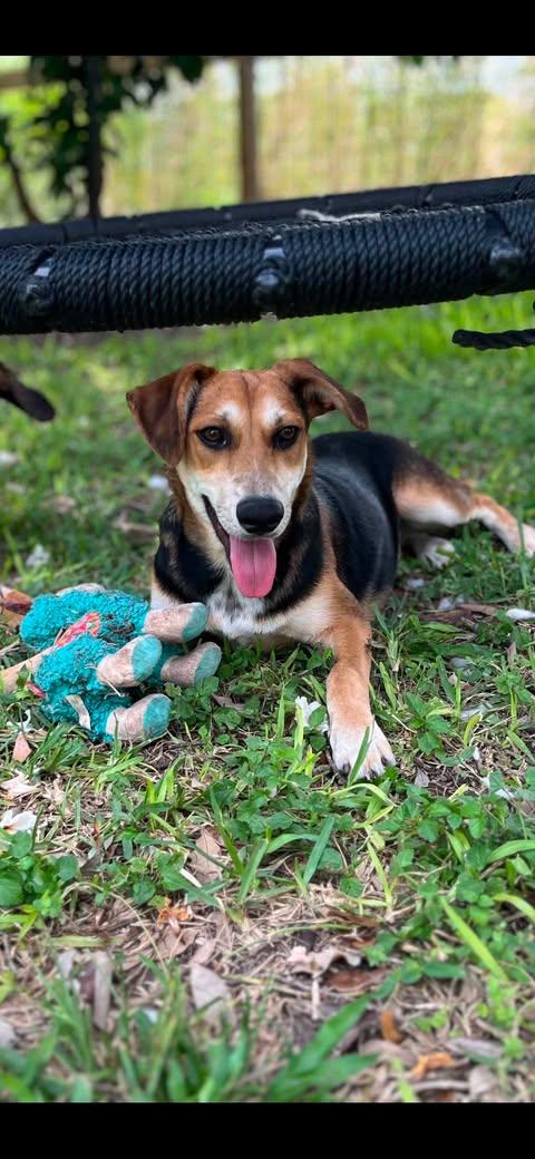 Scout, Adoptable, Puppy Female Shepherd & Beagle.