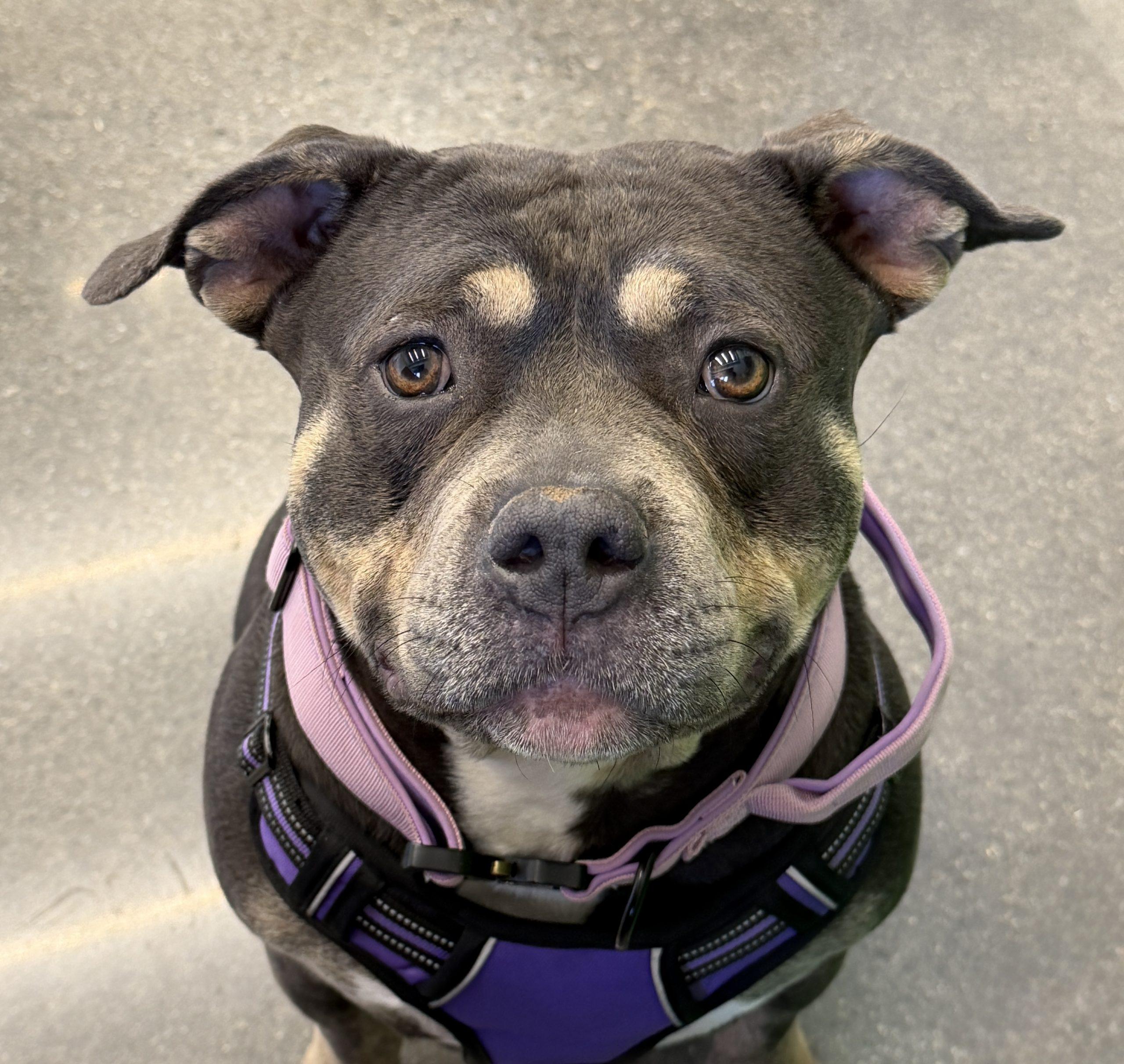 Liz, Adoptable, Young Female American Staffordshire Terrier & Mixed Breed.