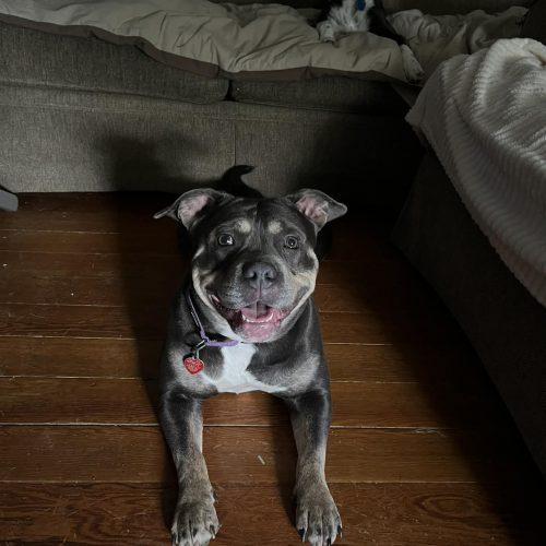 Liz, Adoptable, Young Female American Staffordshire Terrier & Mixed Breed.