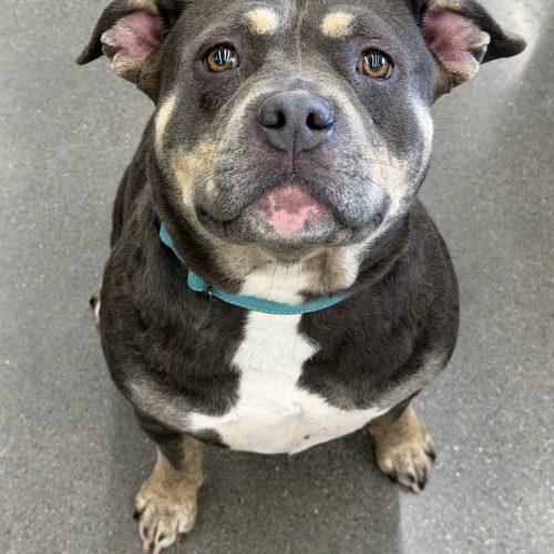 Liz, a Adoptable mixed breed in Georgetown, KY image 2/5