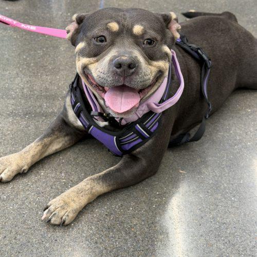 Enlarge Liz, a Adoptable mixed breed in Georgetown, KY image 3/5